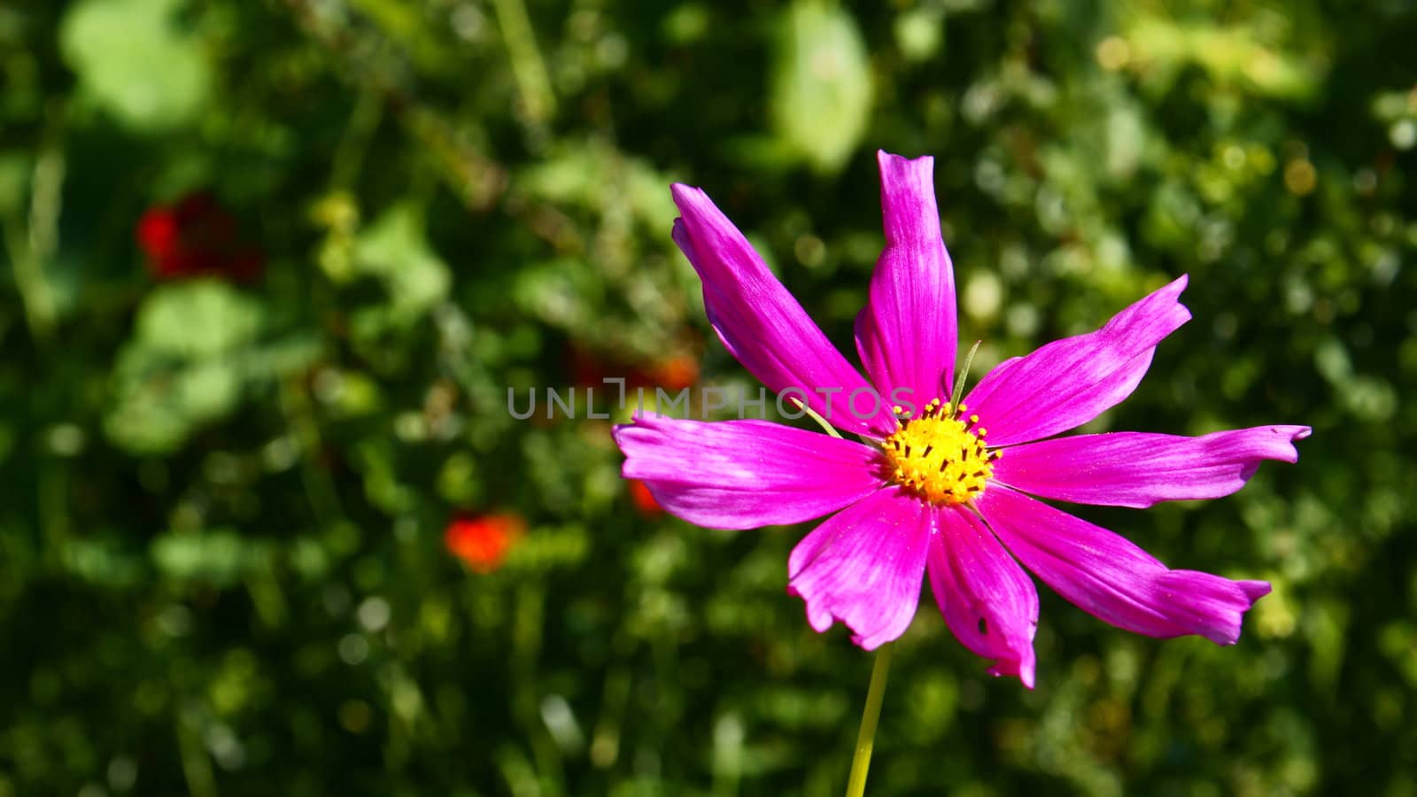 Beautiful Flowairs
