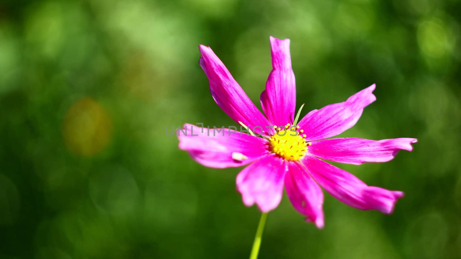 Beautiful Flowairs