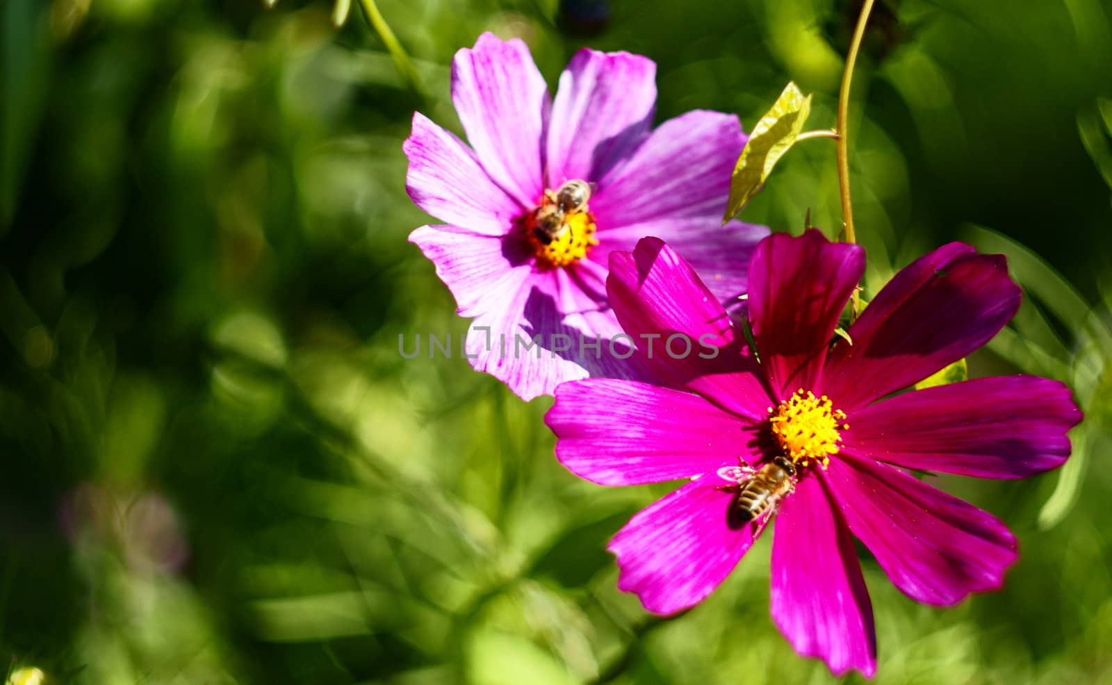 Beautiful Flowairs