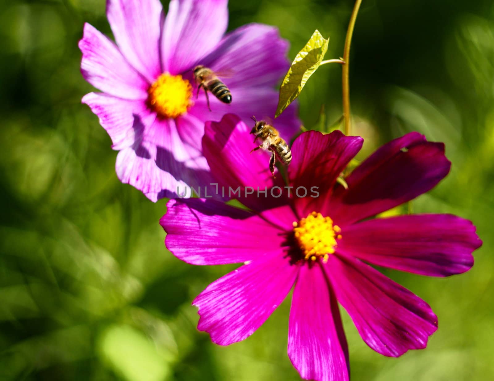 Beautiful Flowairs