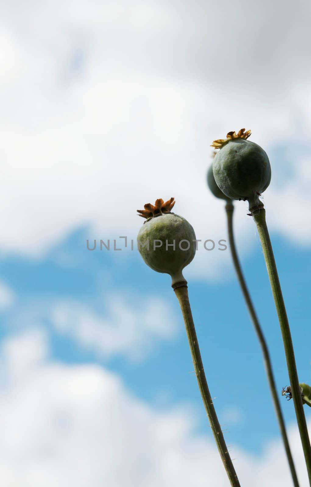 Green poppy by Nikonas