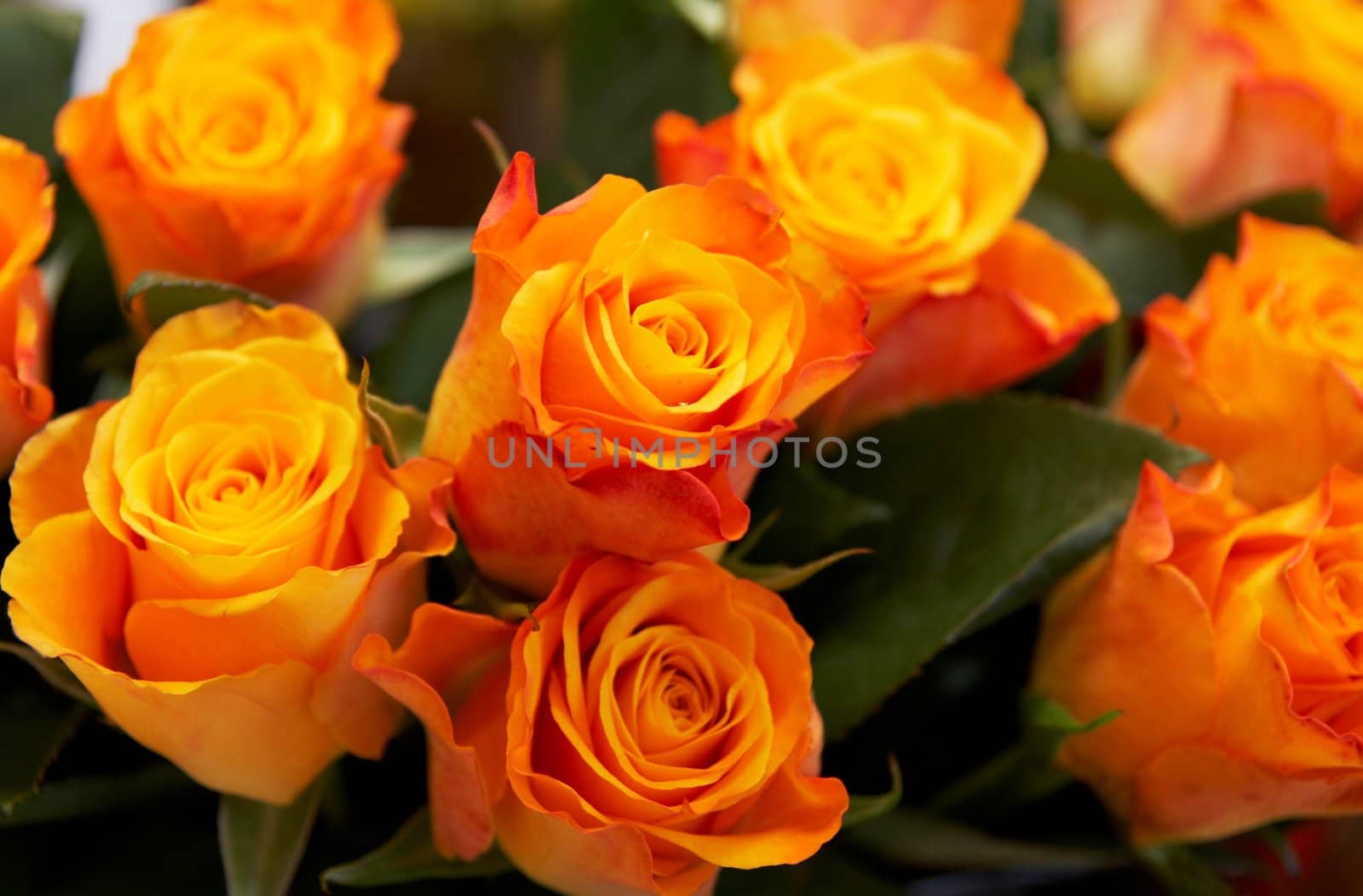 Orange roses background close up