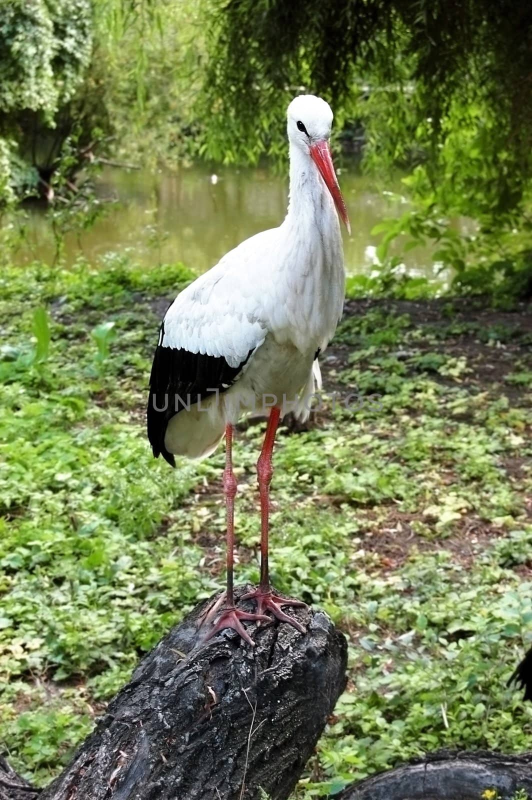 stork standing near lake