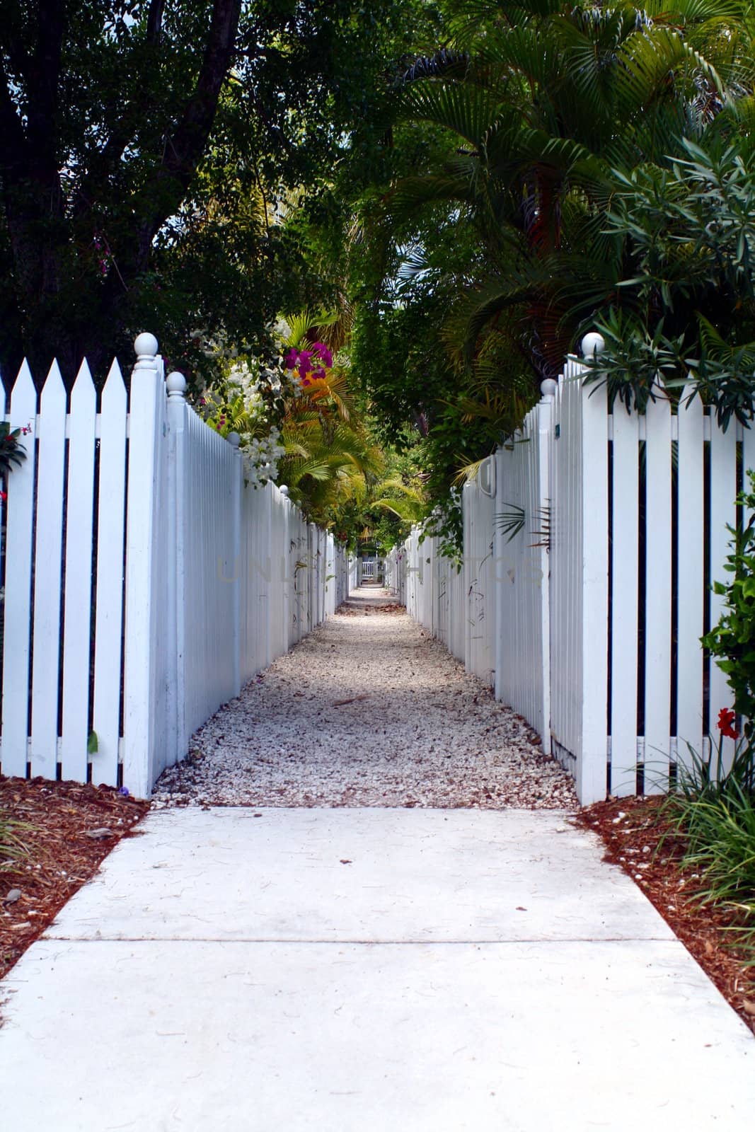 A walkway lined by white picket fences and tropical foliage