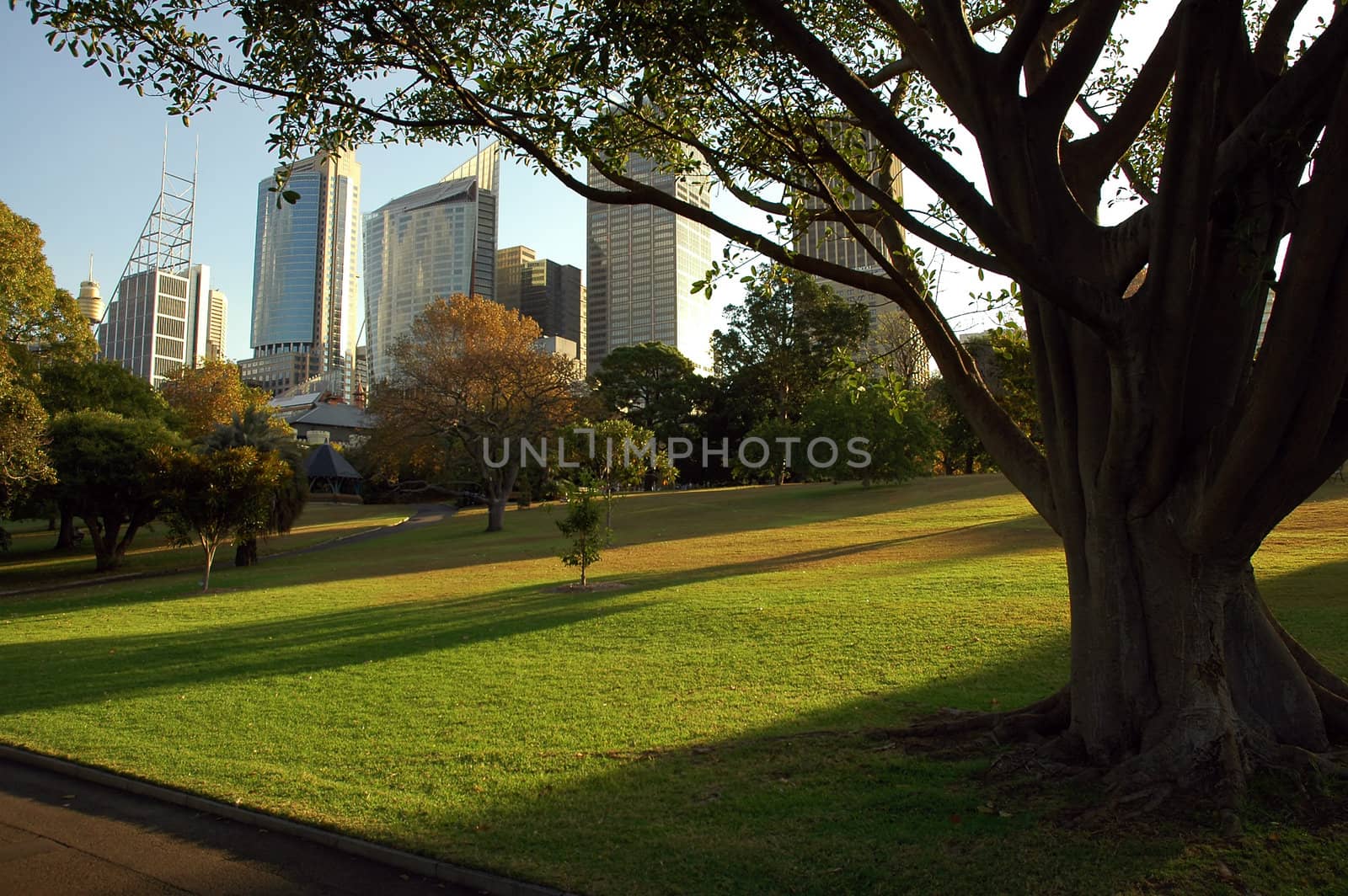 Royal Botanic Gardens in Sydney, skyscraper in background, evening