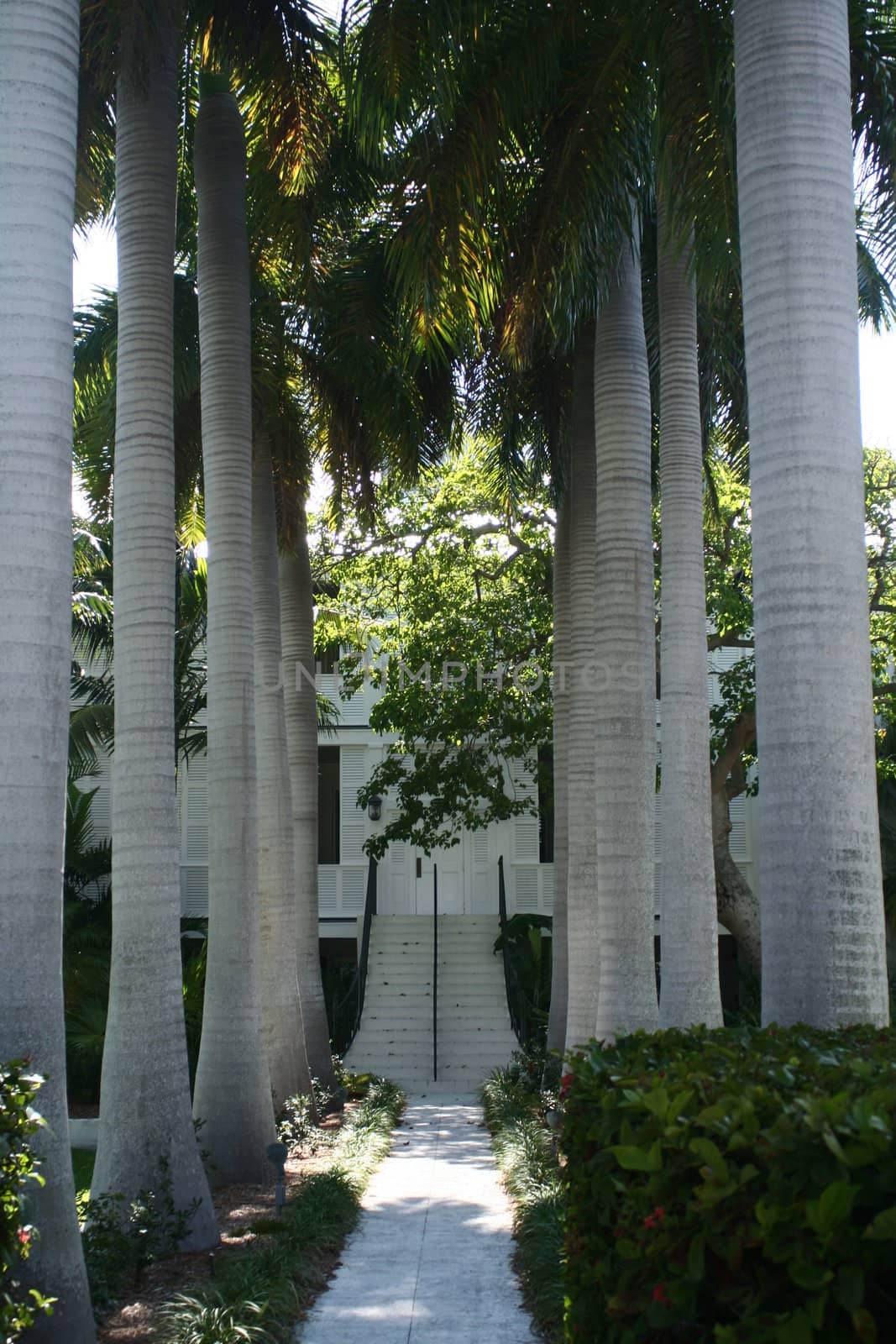 A sidewalk leading to steps, lines by mature palm trees.