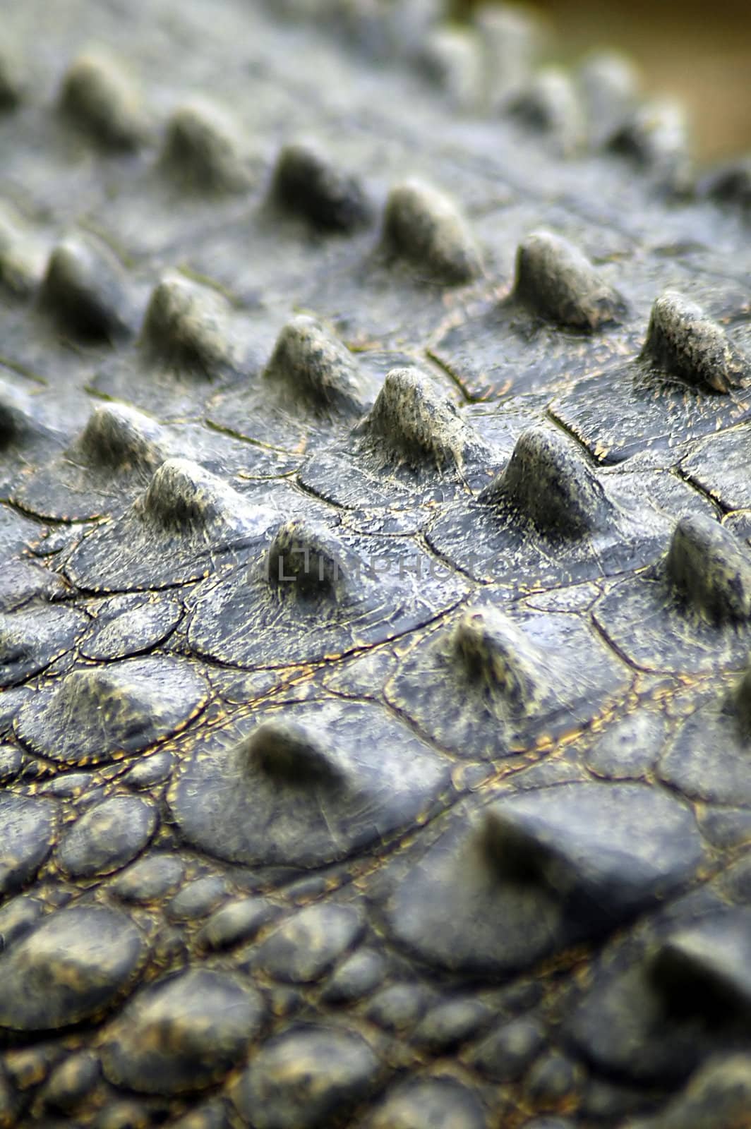 salt-water crocodile skin detail, picture taken in Sydney zoo