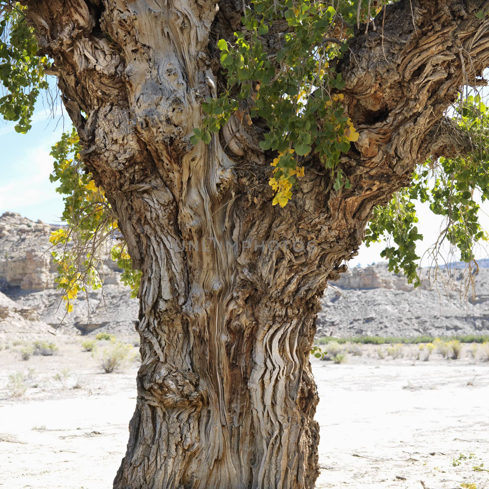 Gnarly trunk of Cottonwood tree in desert Cottonwood Canyon, Utah.