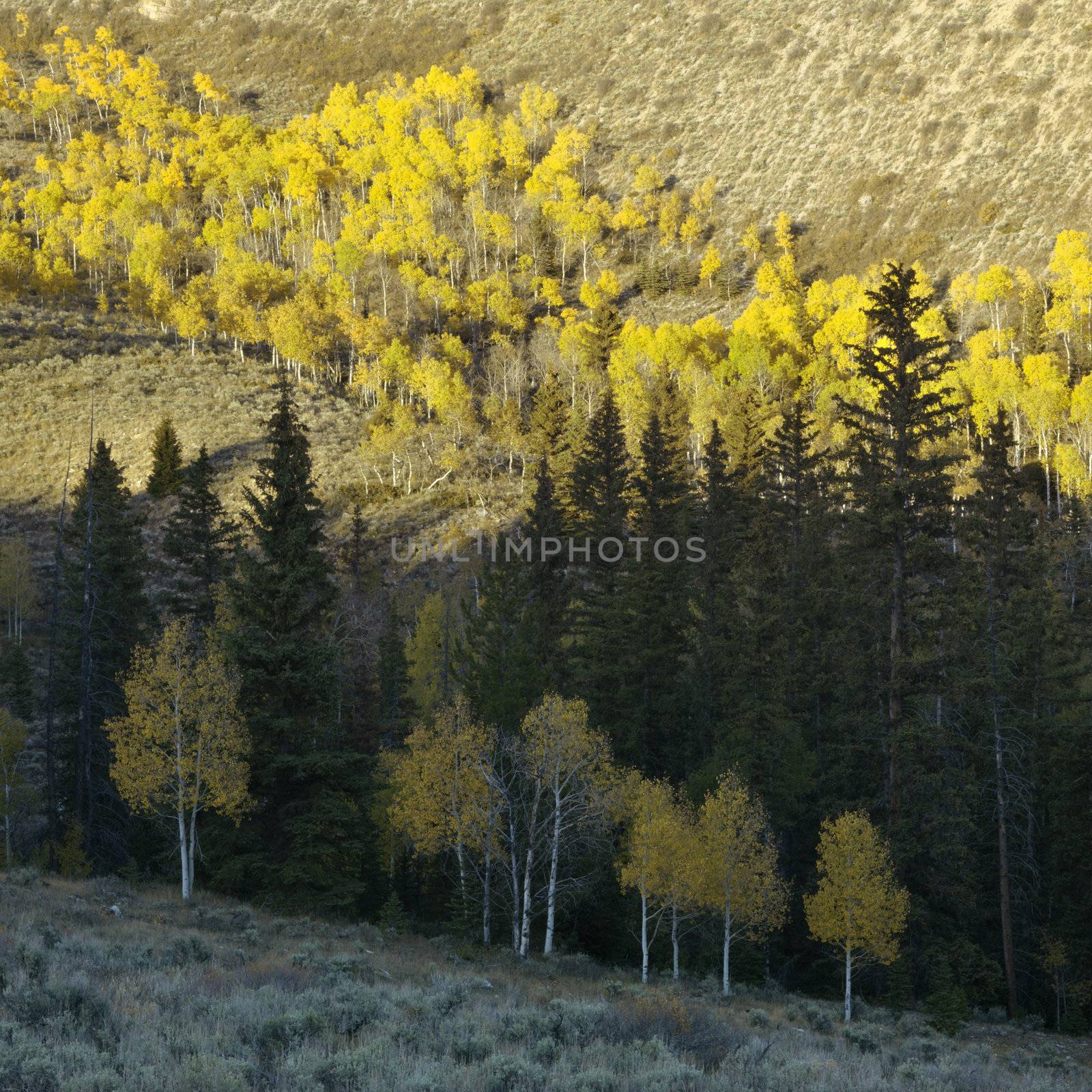 Landscape with Aspen trees in Fall color in Utah.