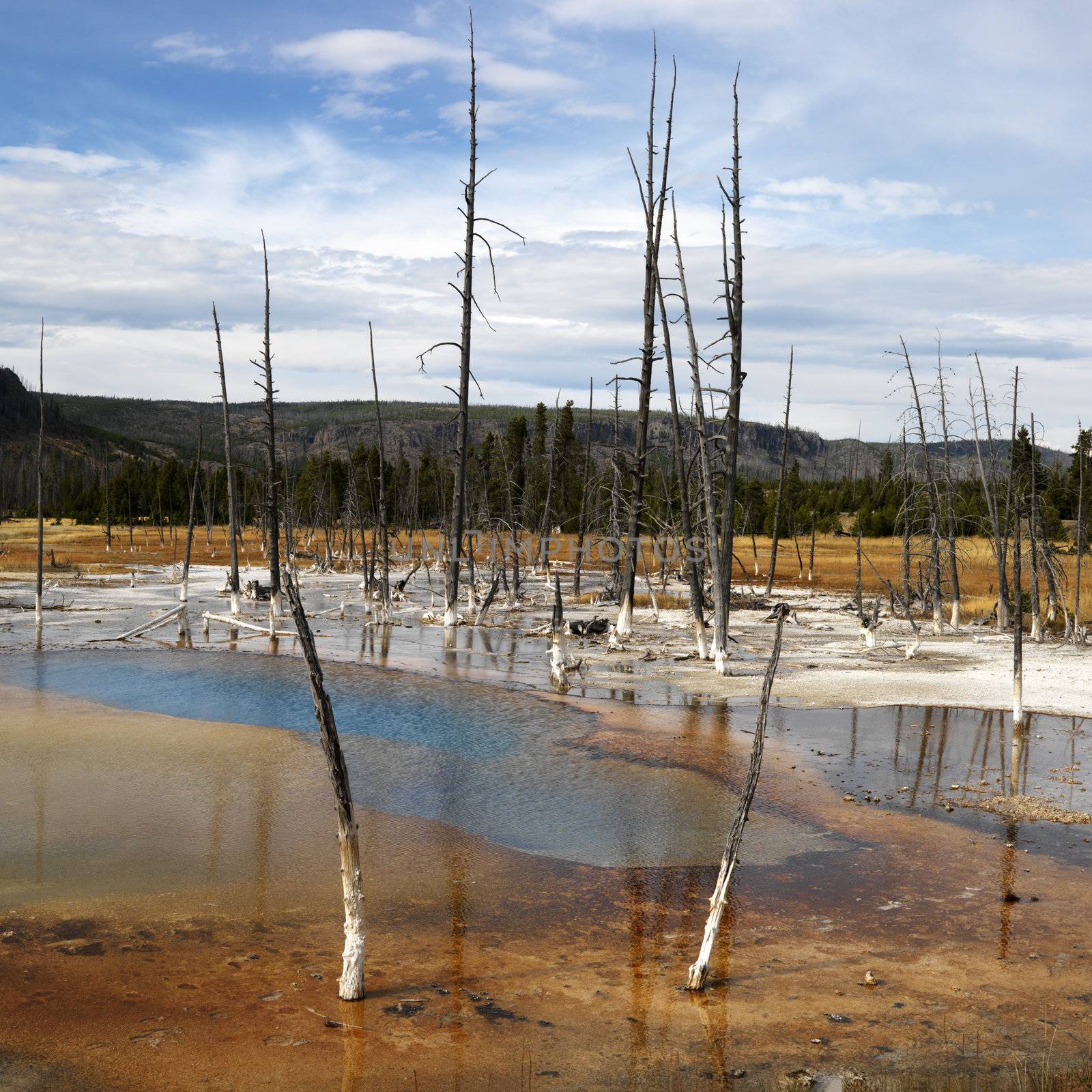Landscape of dead trees in shallow water pool at Yellowstone National Park, Wyoming.