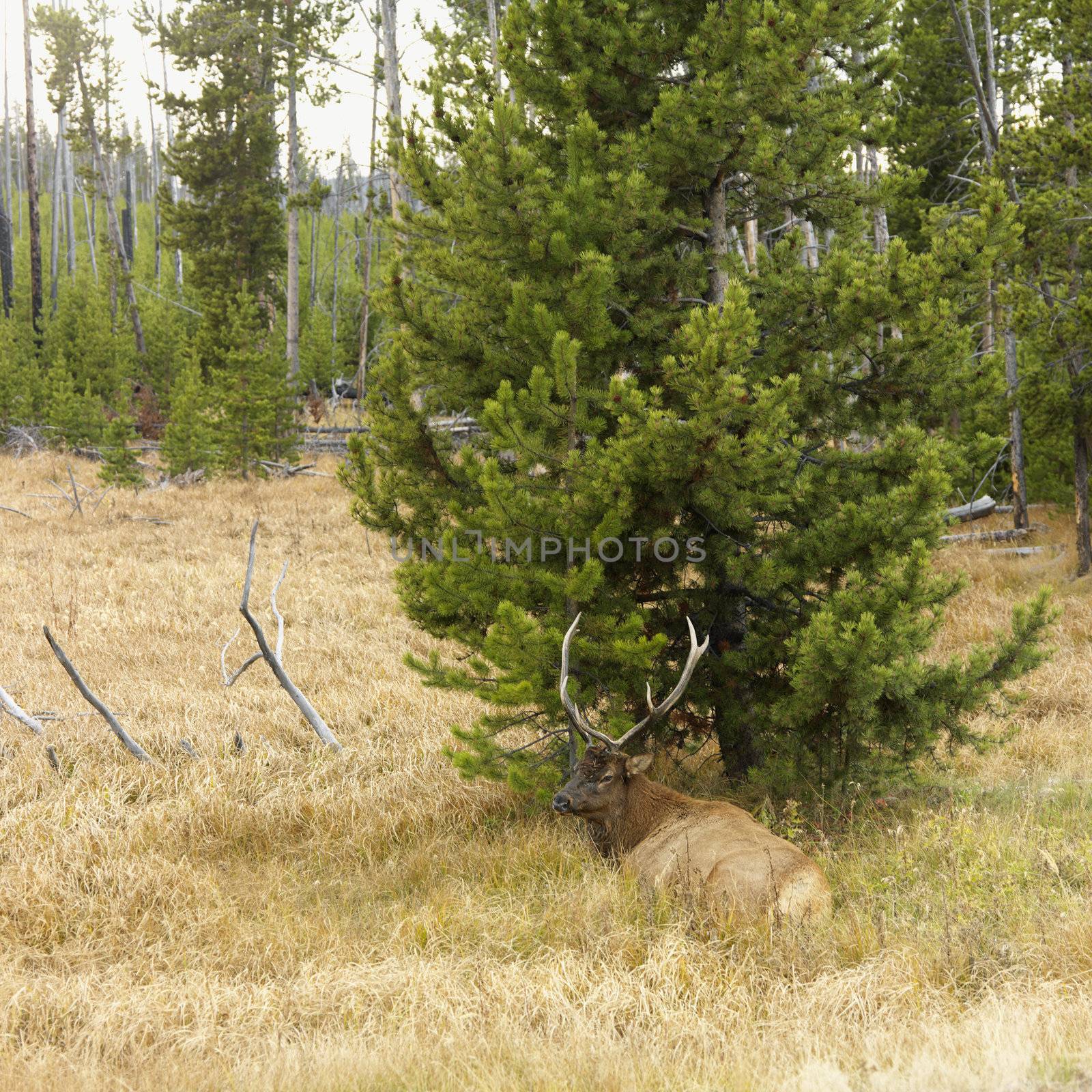 Male elk lying down in grass at Yellowstone National Park, Wyoming.