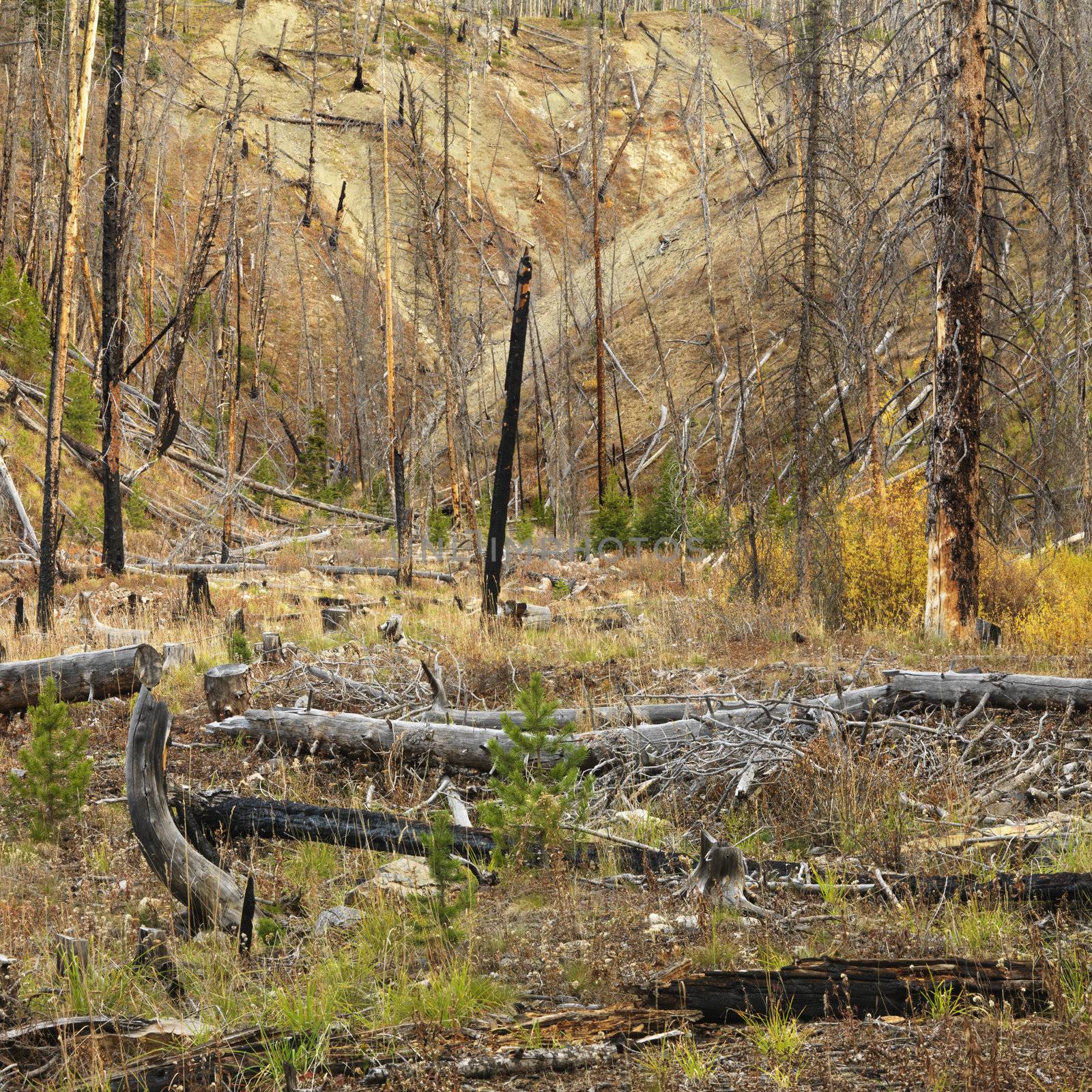 New growth in forest that was previously destroyed by fire.