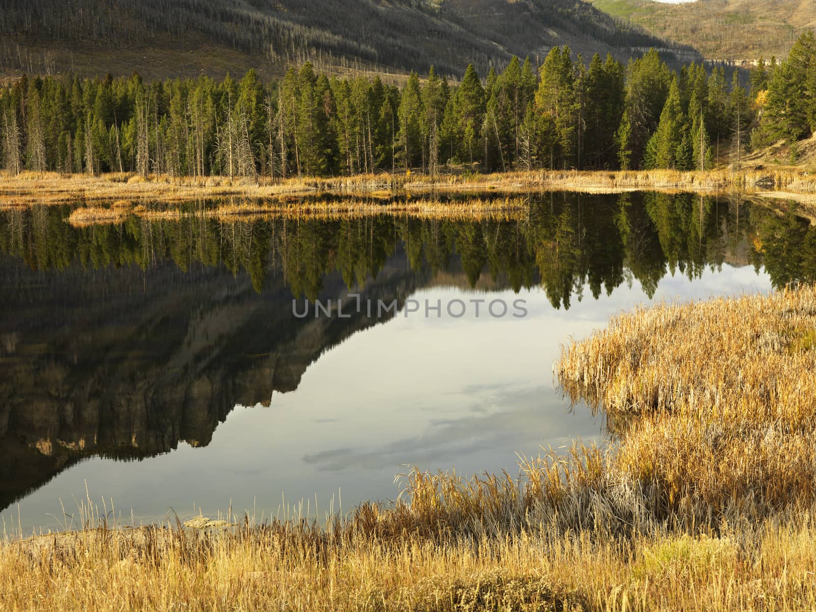 Wyoming mountains reflected in lake surrounded by golden field.