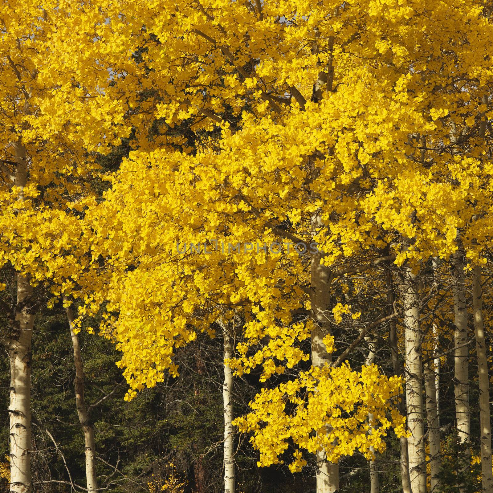 Aspen trees in yellow fall color in Wyoming.