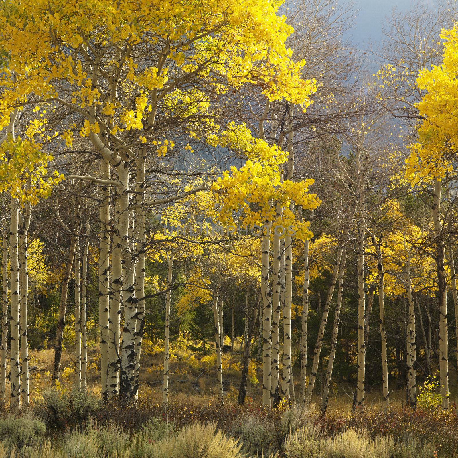 Aspen trees in yellow fall color in Wyoming.