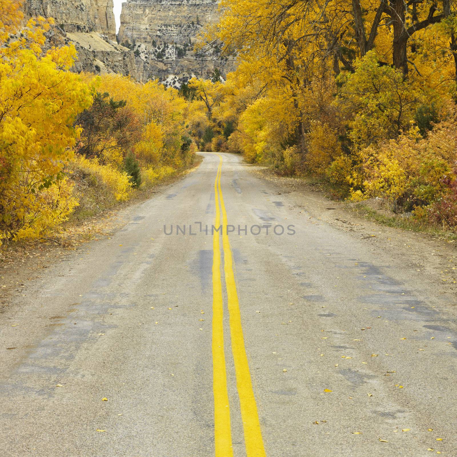 Country road with yellow Aspen trees on both sides.