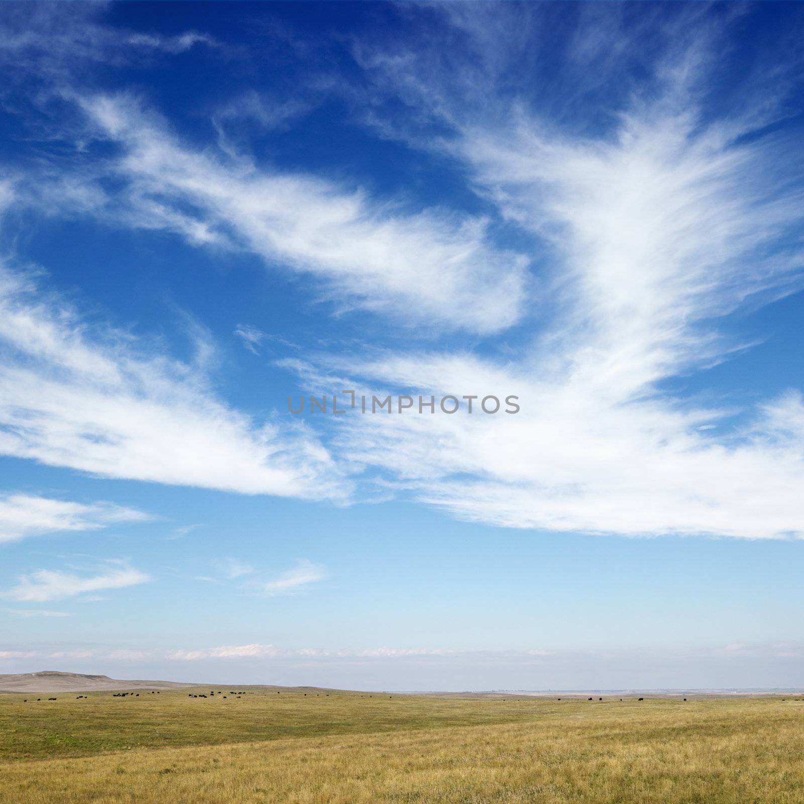 Sky scene of golden field and wispy cirrus clouds.