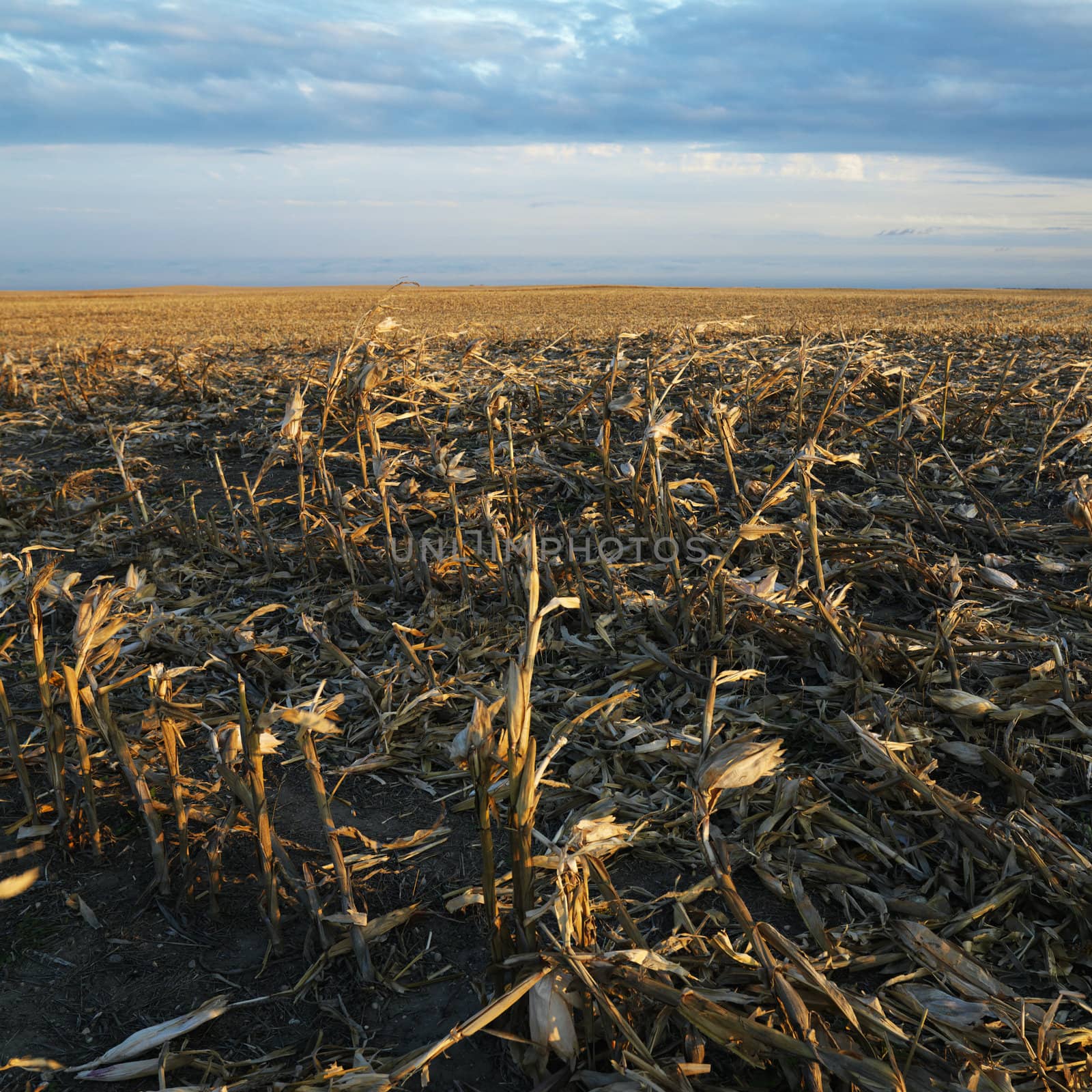 Dead cornfield in rural South Dakota.