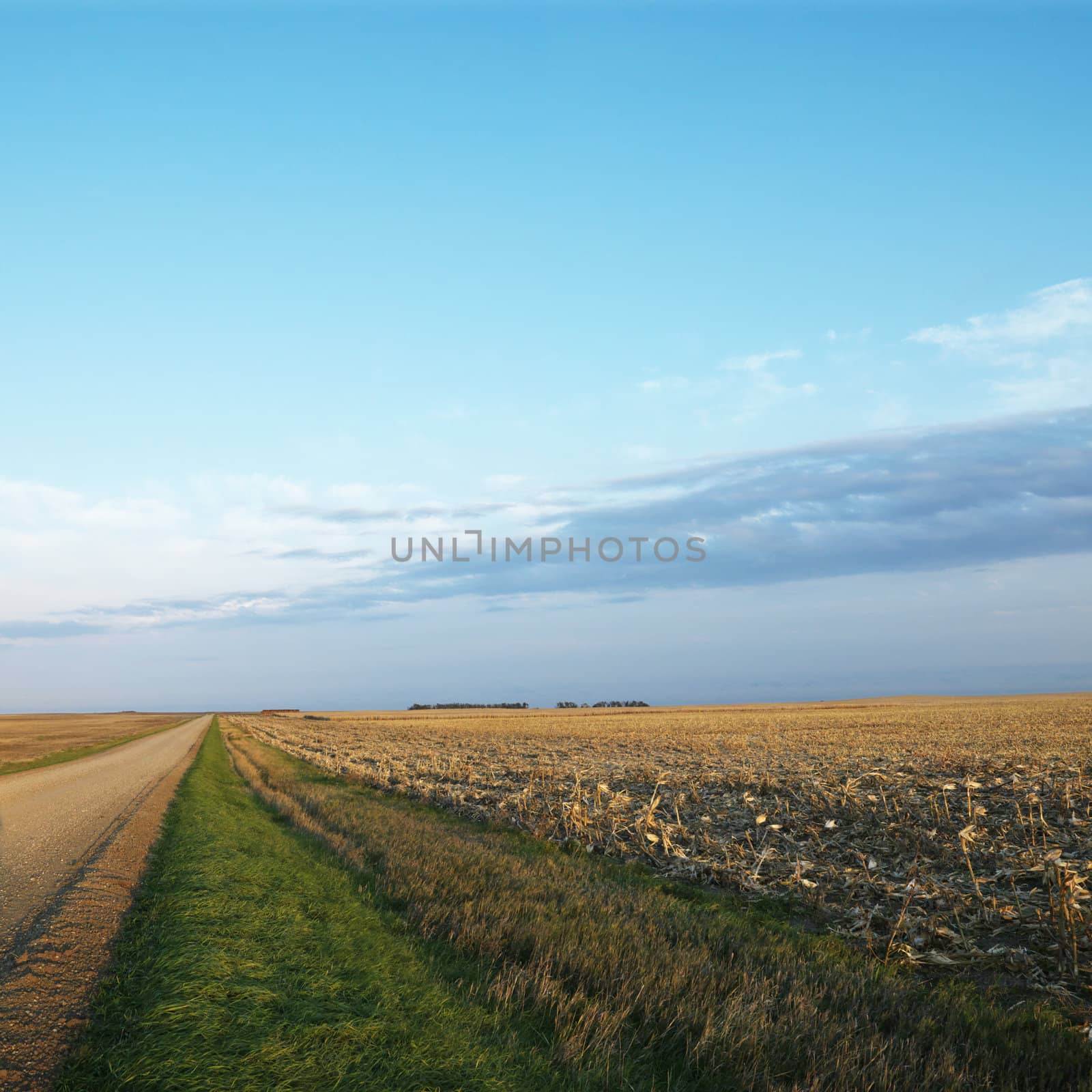 Dirt road going through dead cornfield in rural South Dakota.