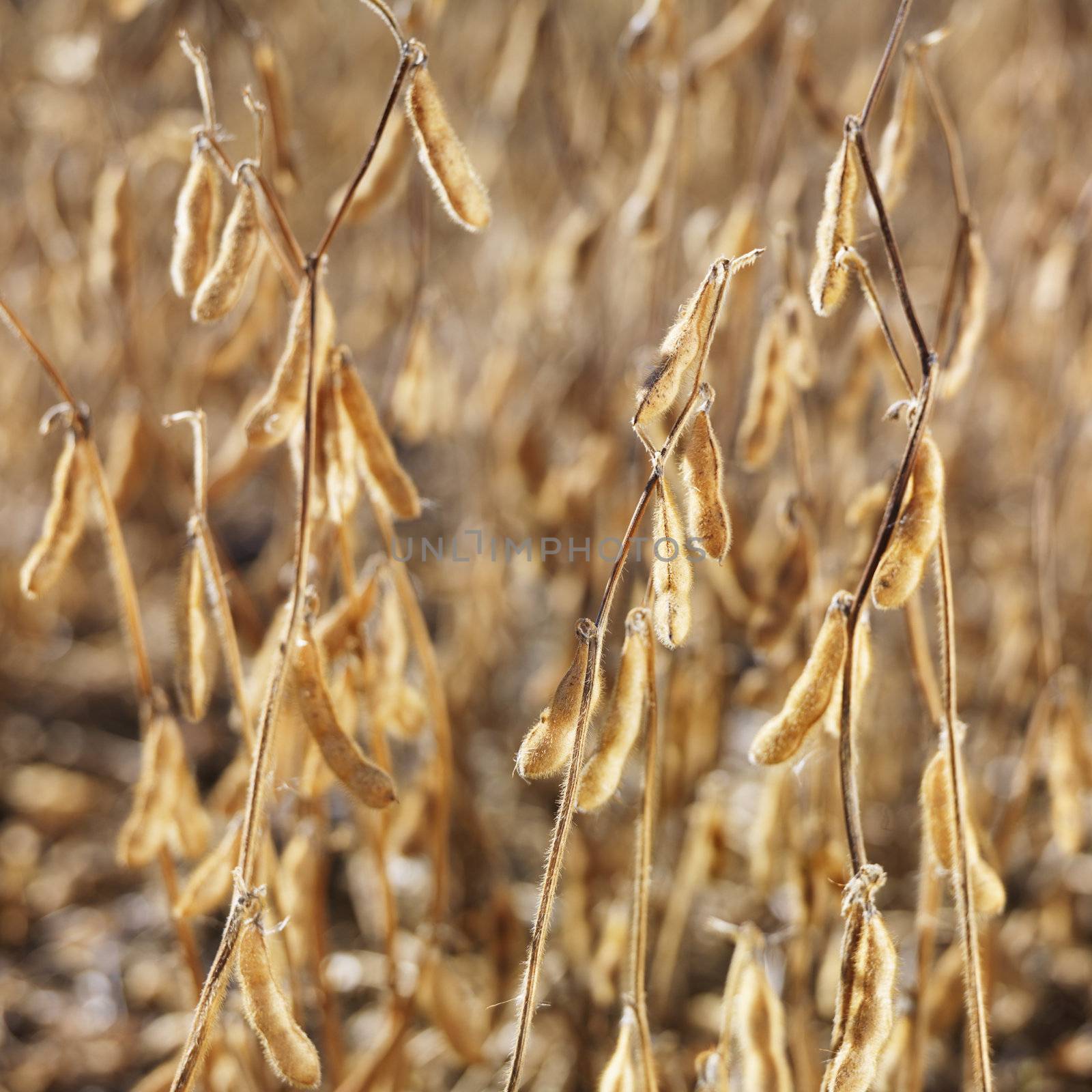 Close-up of golden soybeans growing in field