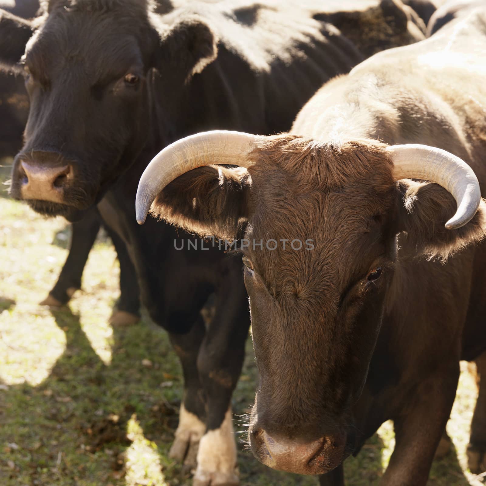 Portrait of Devon bull Angus cow.