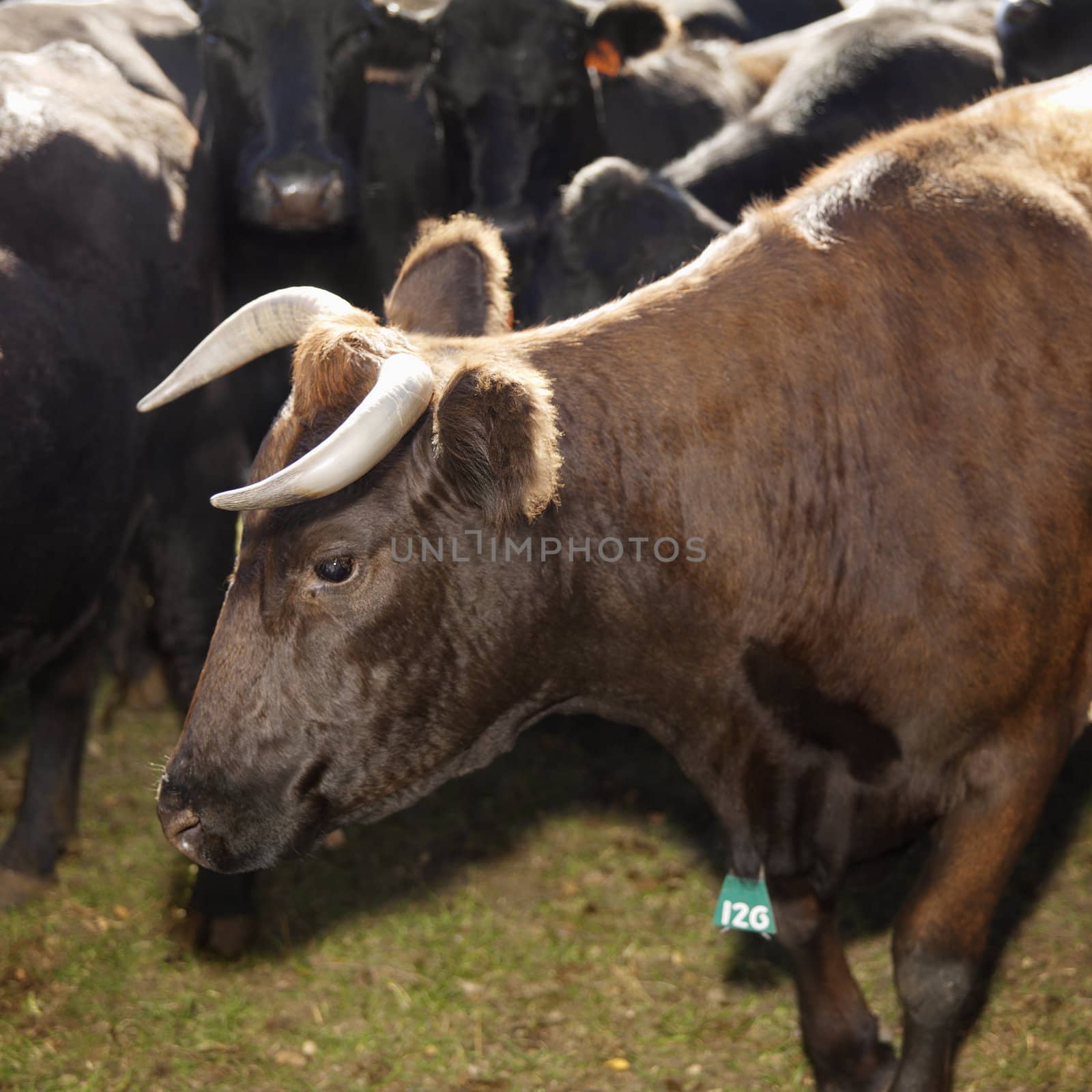 Devon bull and Angus cows. by iofoto