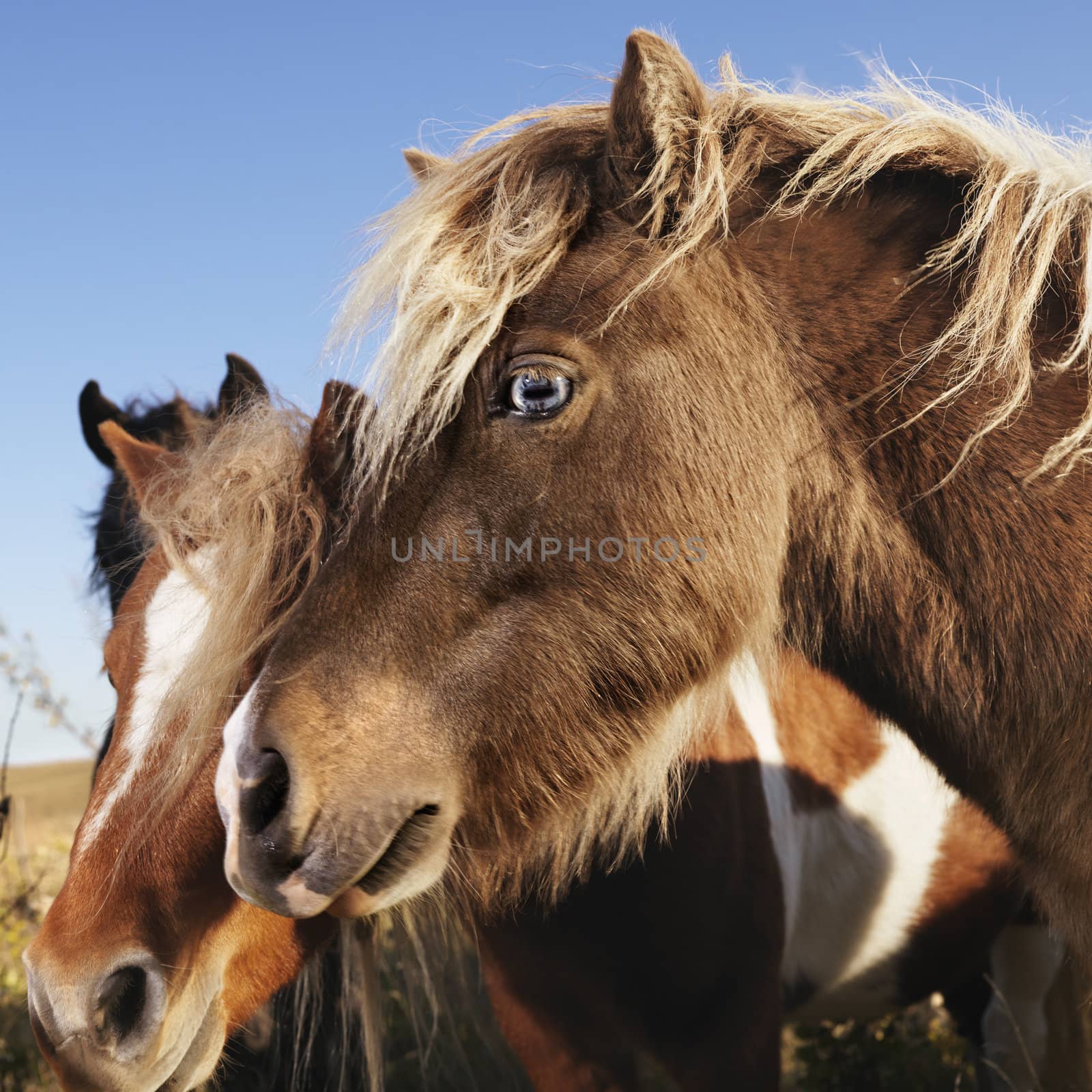 Profile portrait of two brown Falabella miniature horses in field.