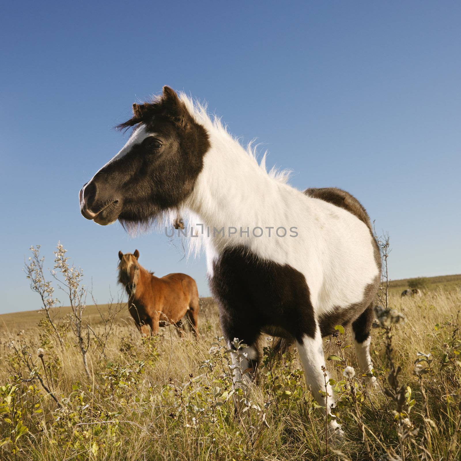 Black and white Falabella miniature horse with brown Falabella miniature horse iin background standing in field.