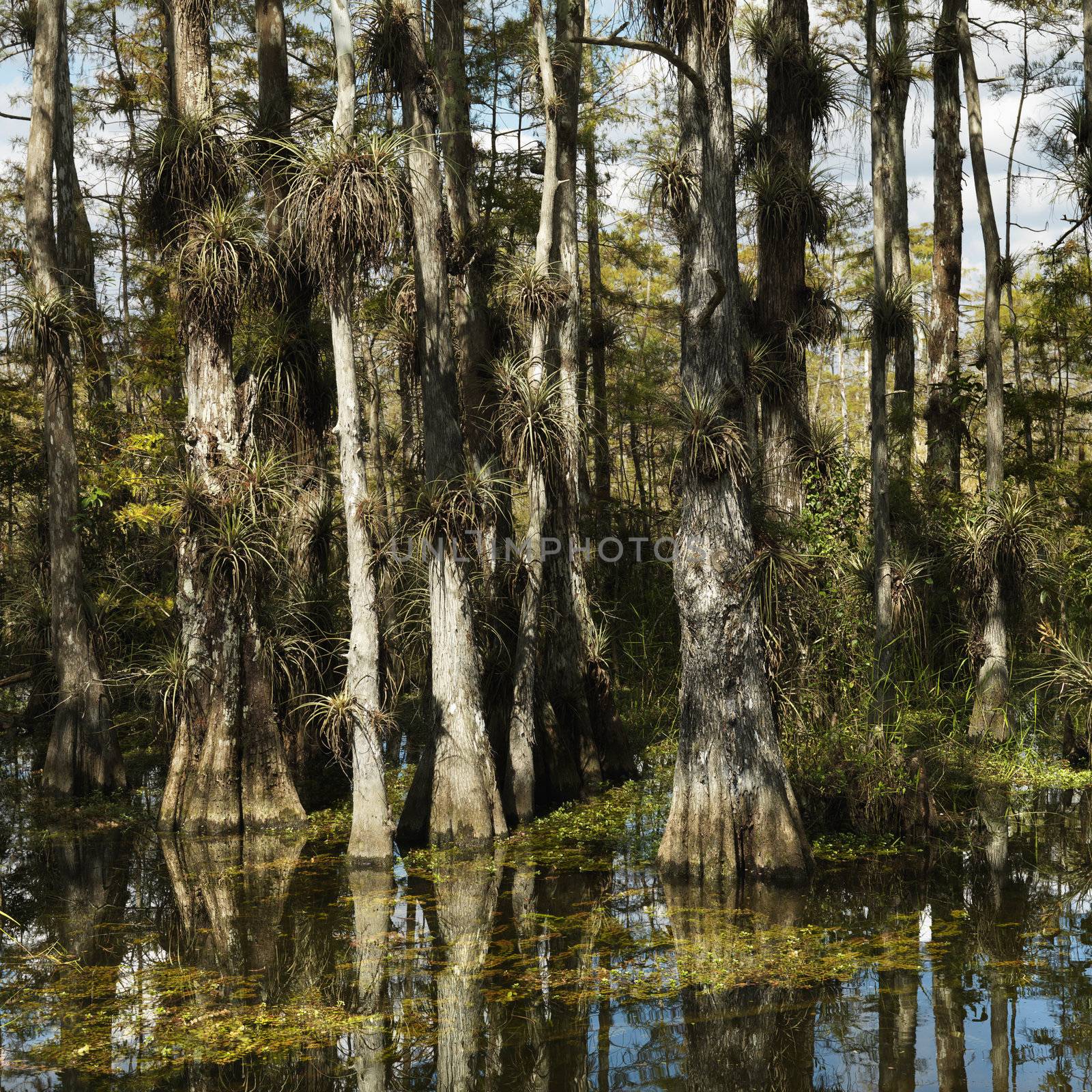 Cypress trees in wetland of Everglades National Park, Florida, USA.