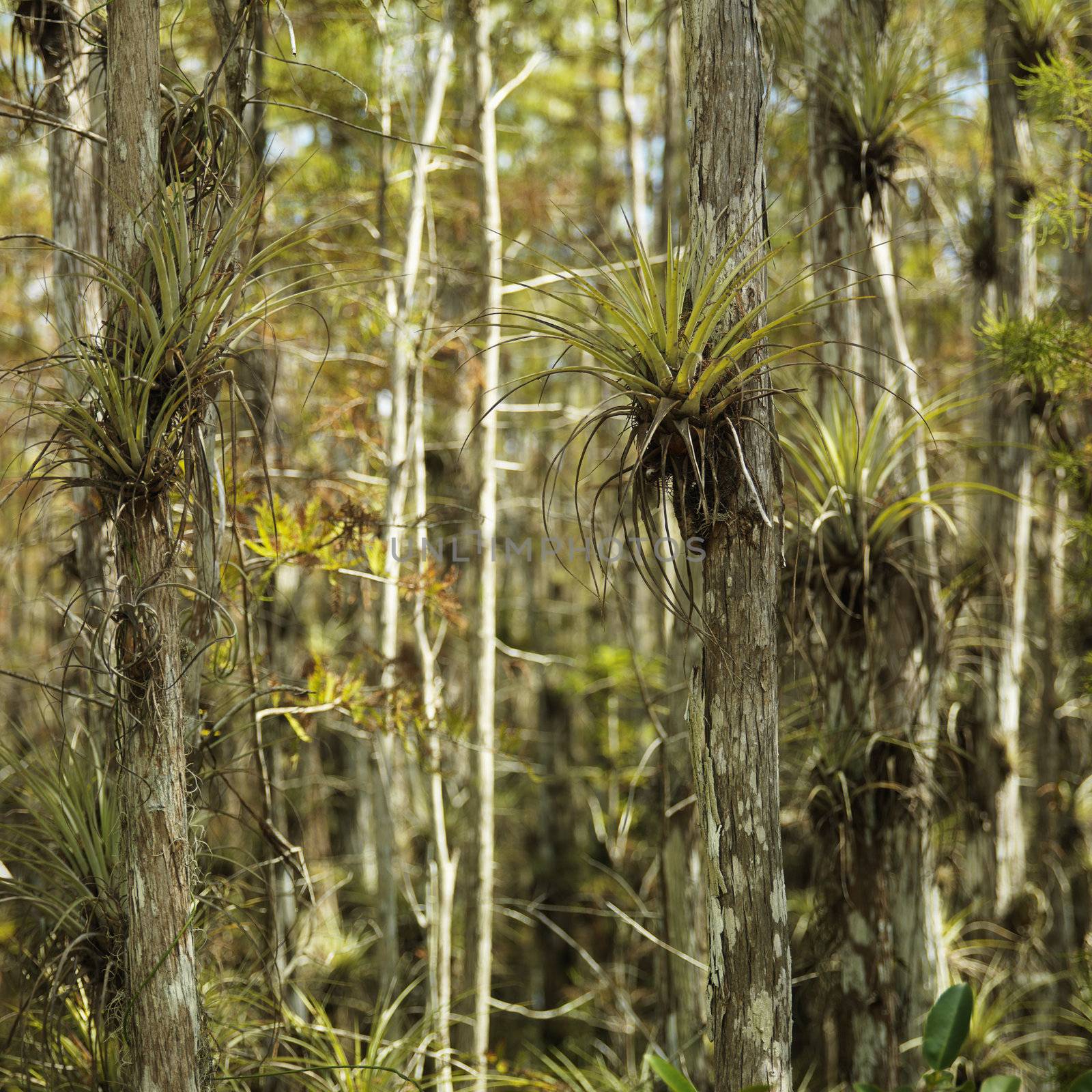 Airplants growing on cypress trees in Everglades National Park, Florida, USA.