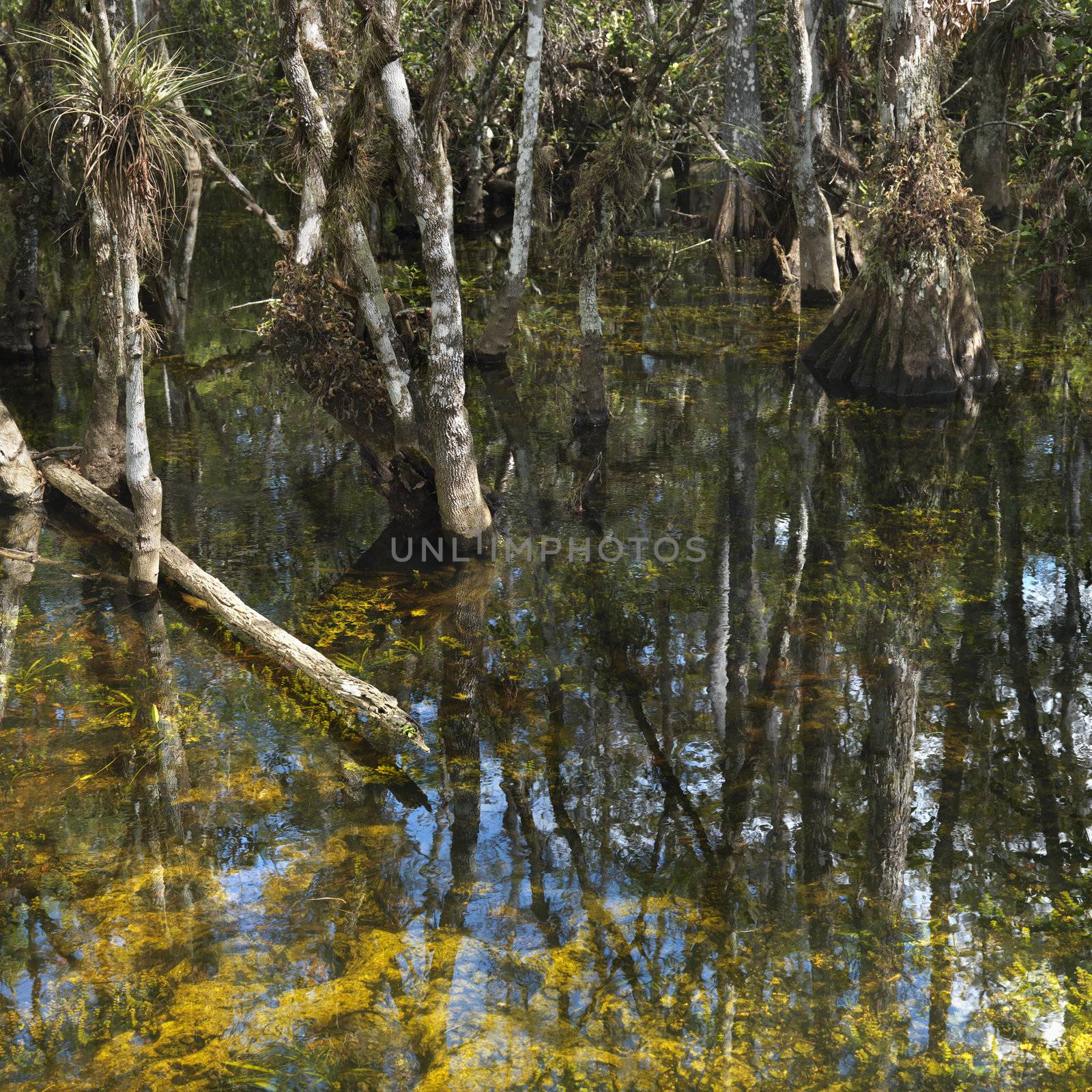 Cypress trees in wetland of Everglades National Park, Florida, USA.