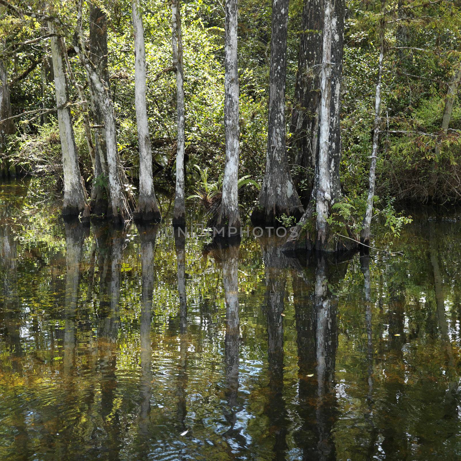 Cypress trees in wetland of Everglades National Park, Florida, USA.