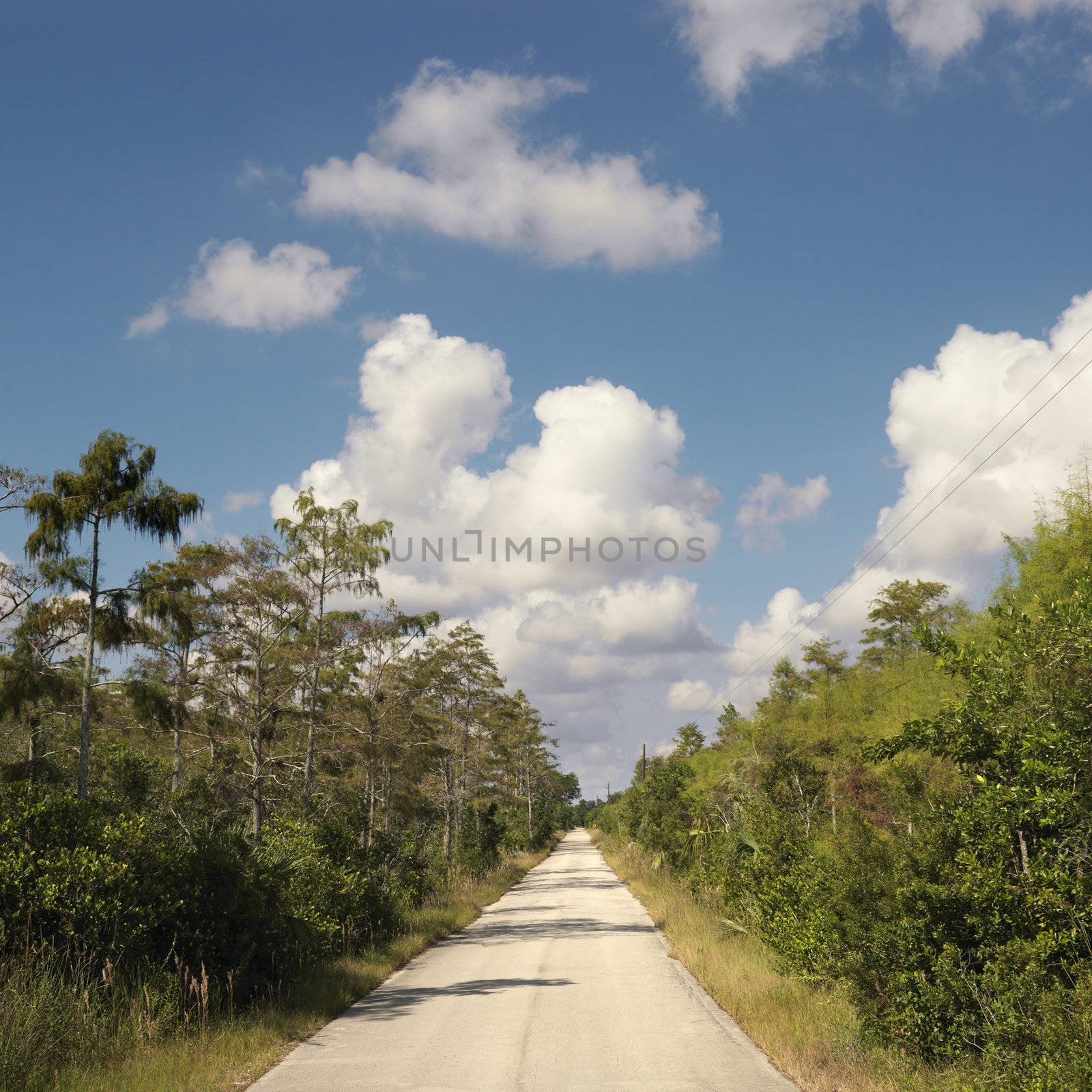 Road surrounding by growth in Everglades National Park, Florida, USA.