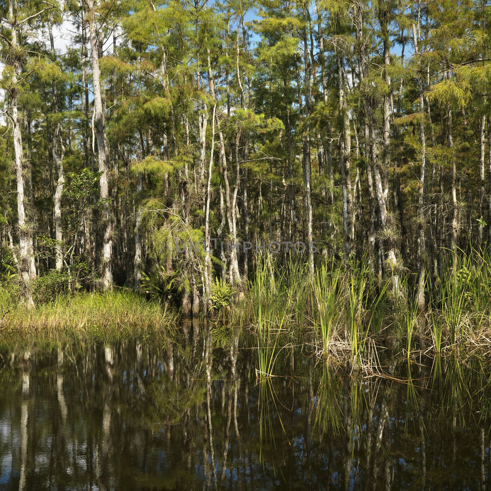 Aquatic plants in Everglades National Park, Florida, USA.