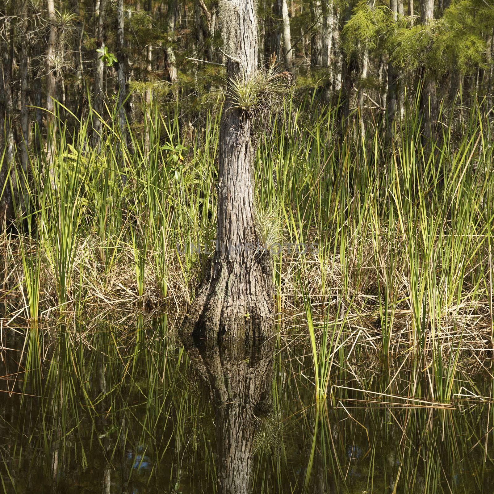 Cypress tree in wetland of Everglades National Park, Florida, USA.