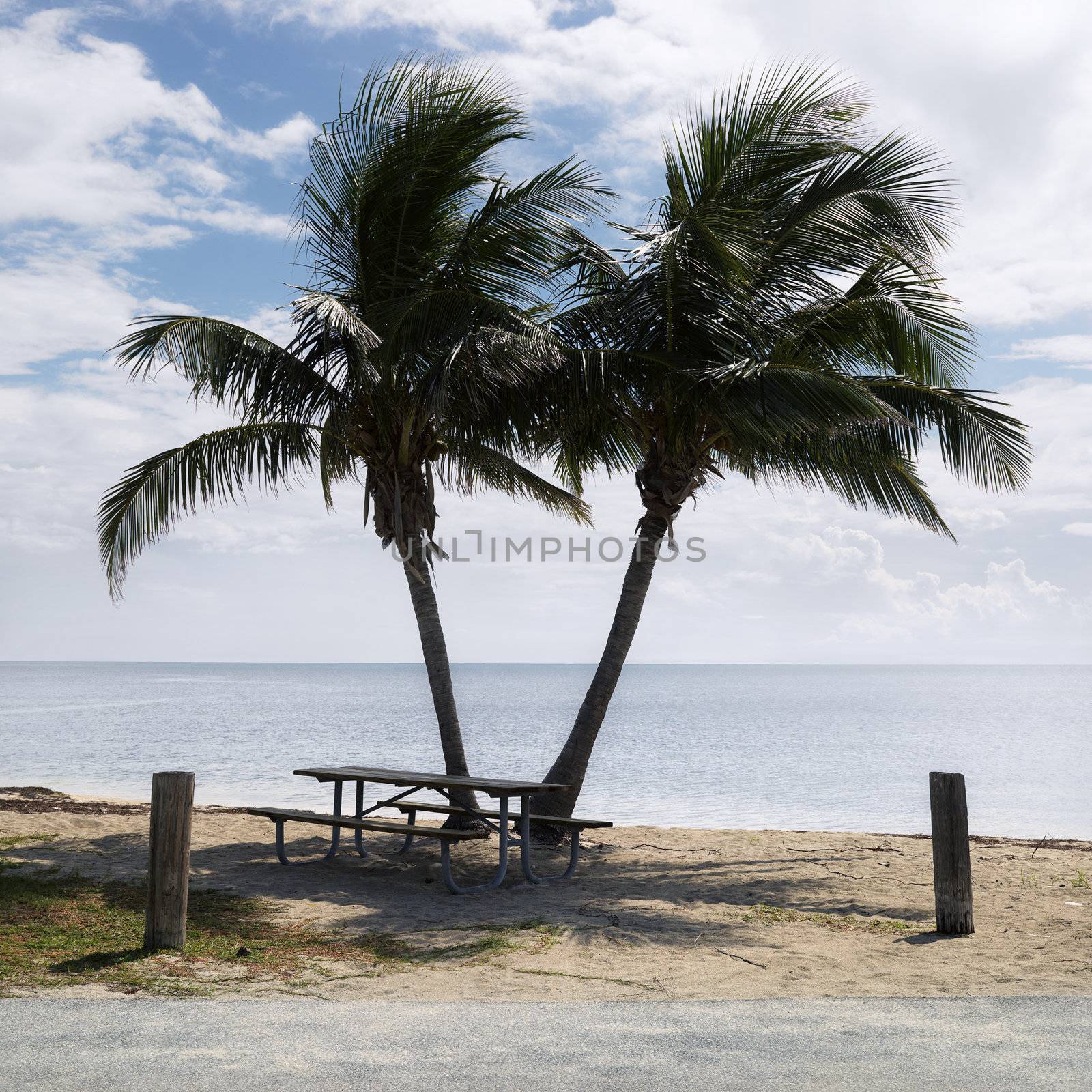 Picnic table by pair of palm trees on beach in Florida Keys, Florida, USA.