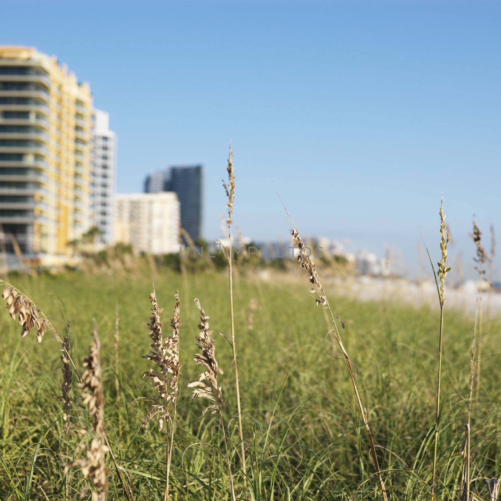 Beach grass and beachfront buildings in Miami, Florida, USA.