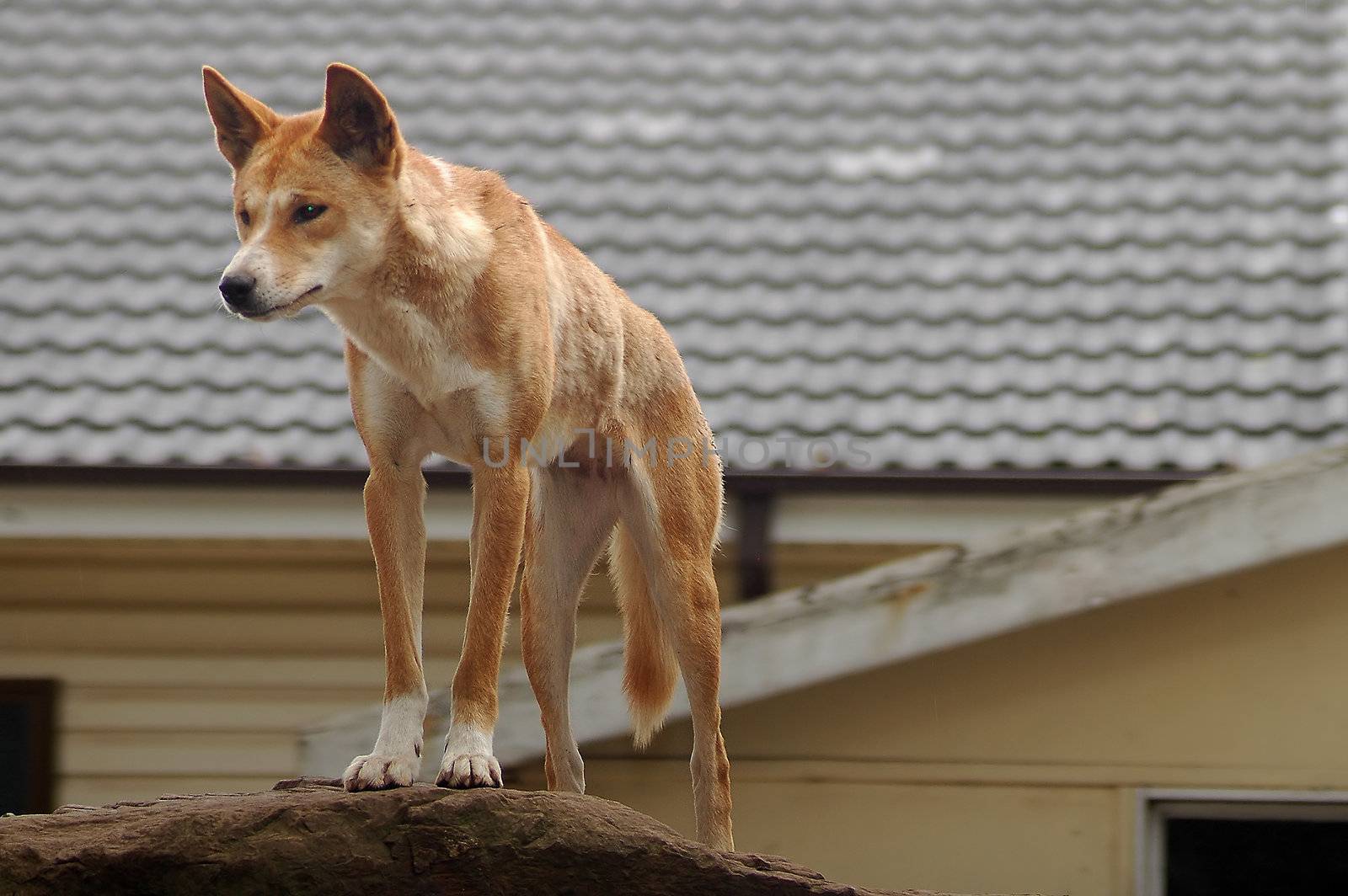 white australian dingo standing on brown rock behind rural house