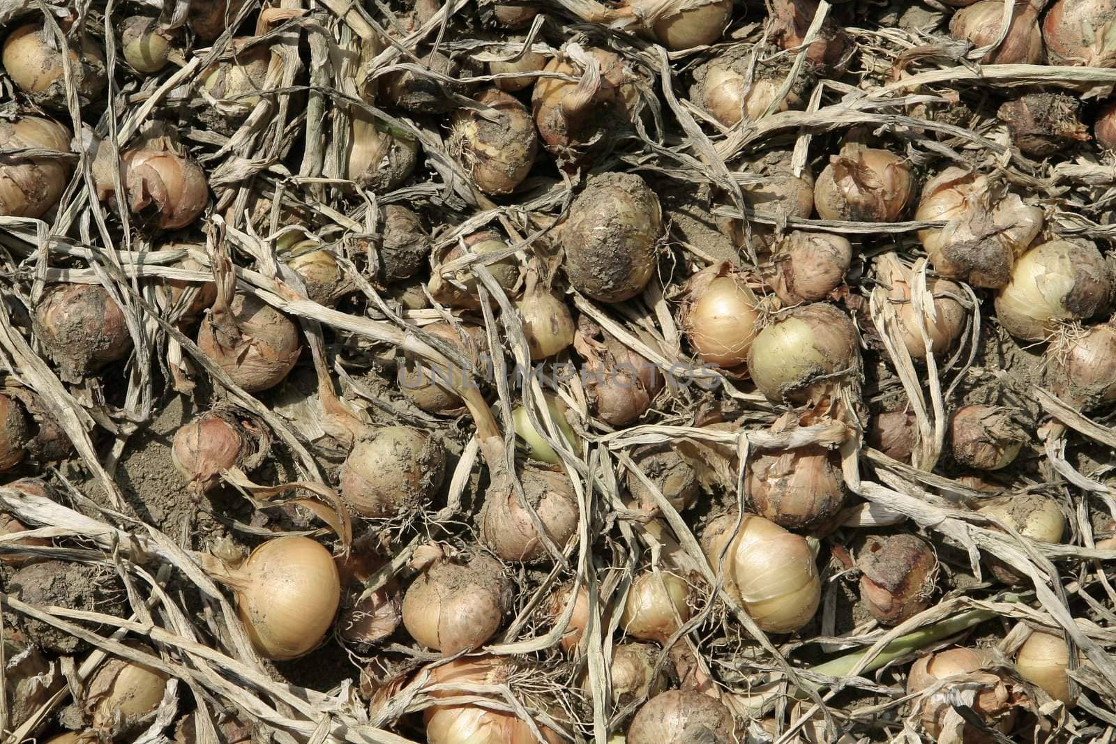 several onions drying on ground, dust and dirt
