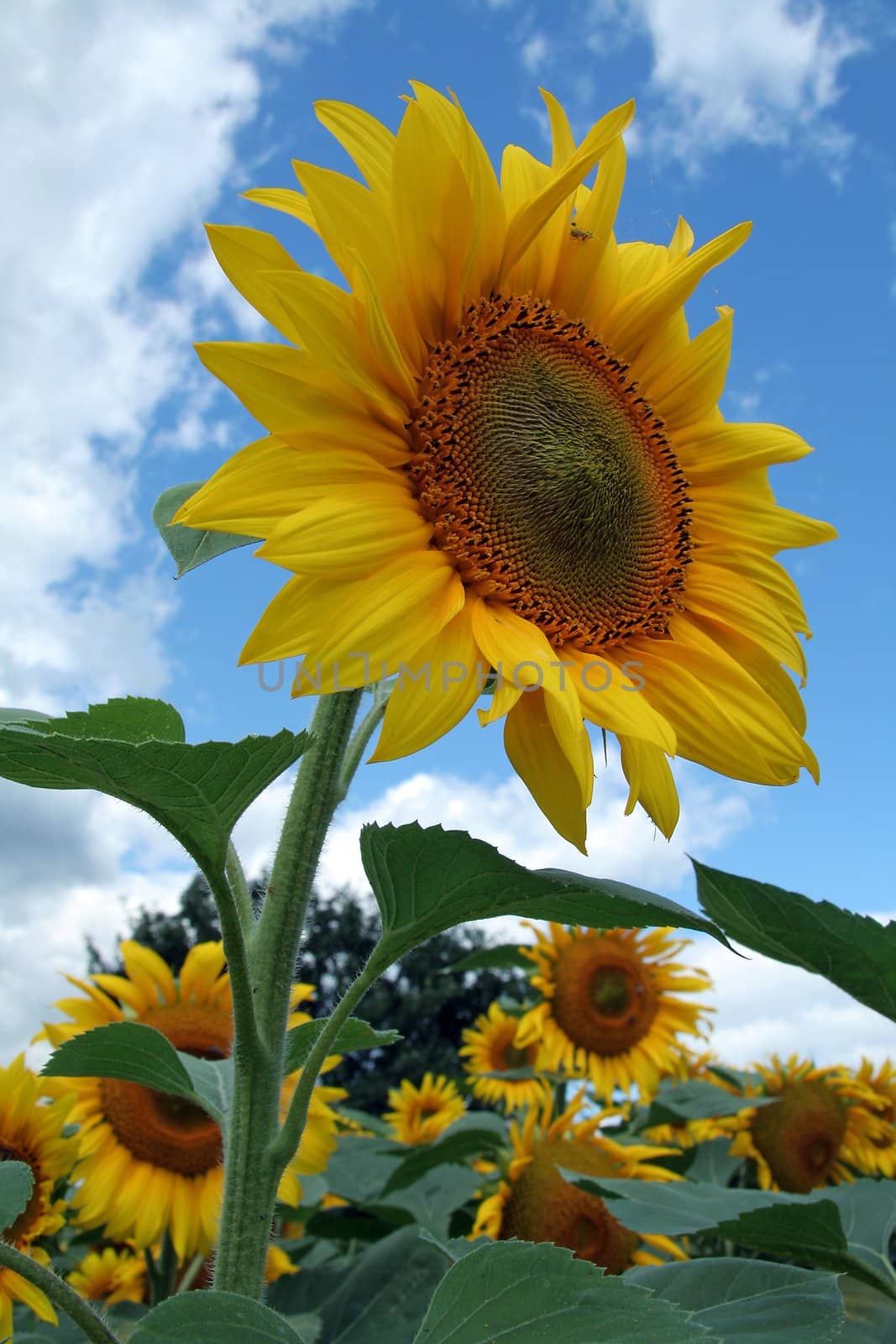 Big sunflower in the middle of sunflowers field
