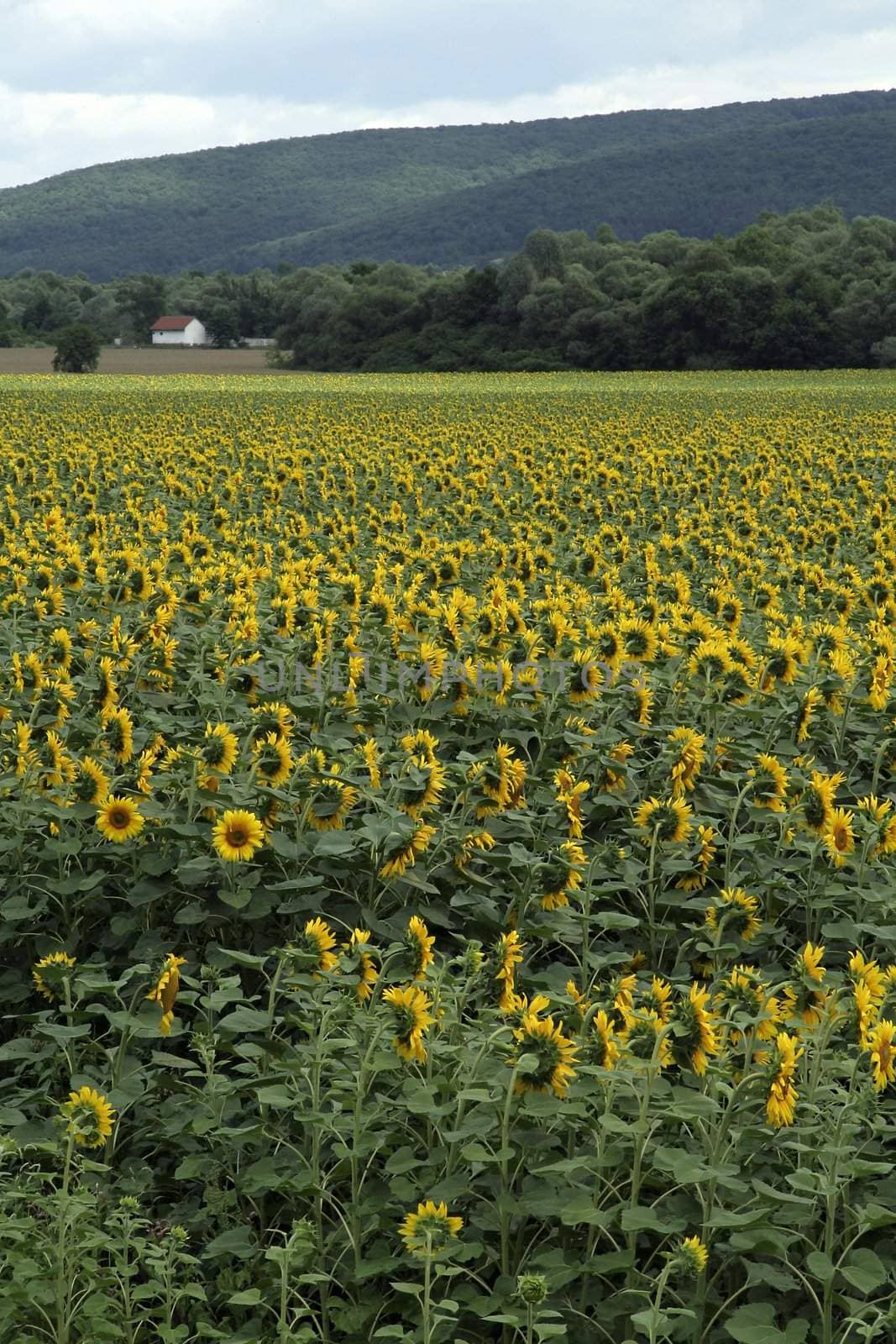 sunflowers field, small white house with brown roof in background, green hills