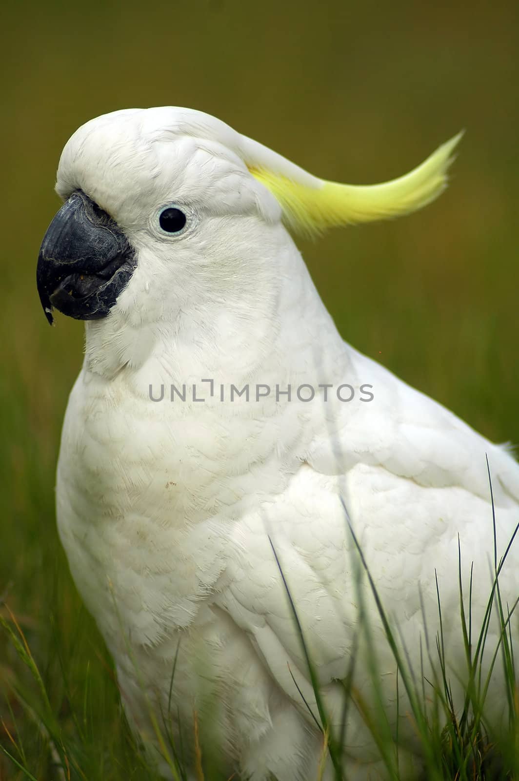 white parrot with yellow feathers on head
