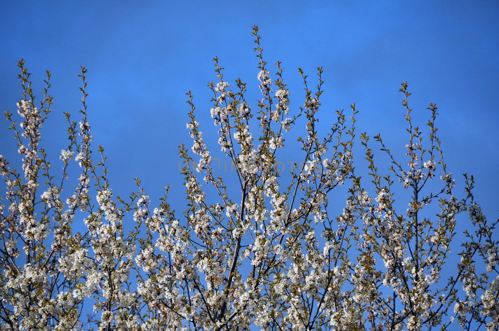 Blossoming branches of apple tree