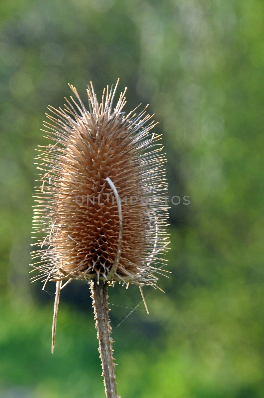 Closeup of Dare and Dry Thistle in Spring