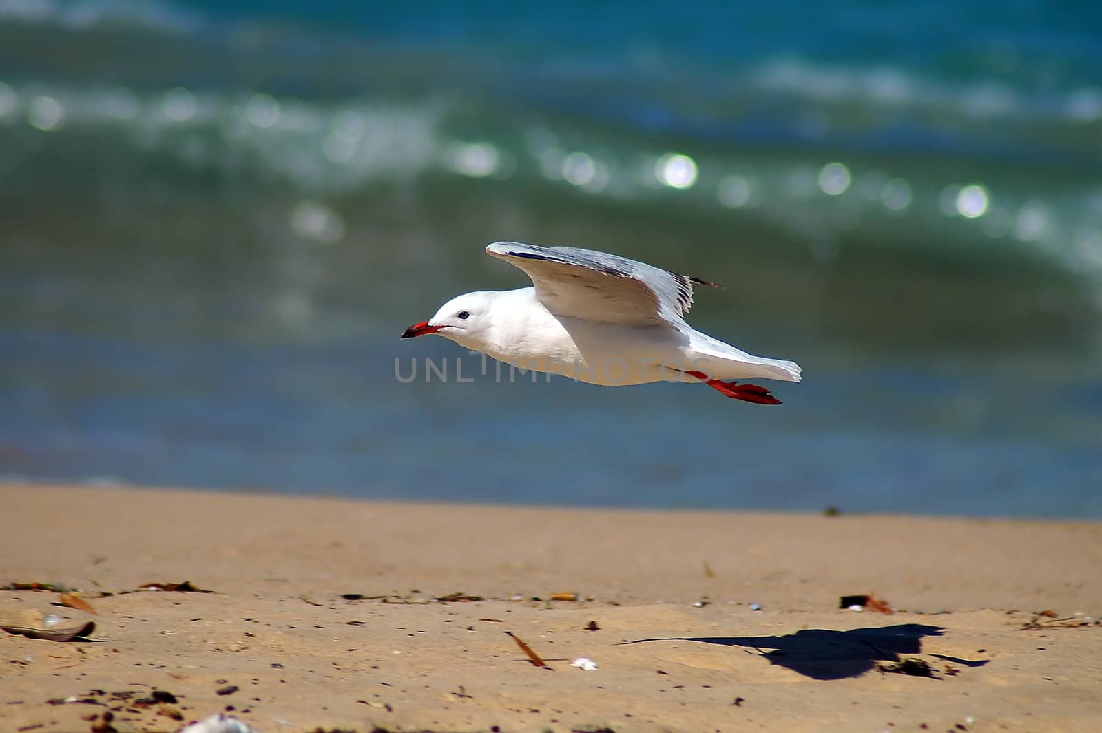 seagull flying over dirty sand beach, blurred ocean in background