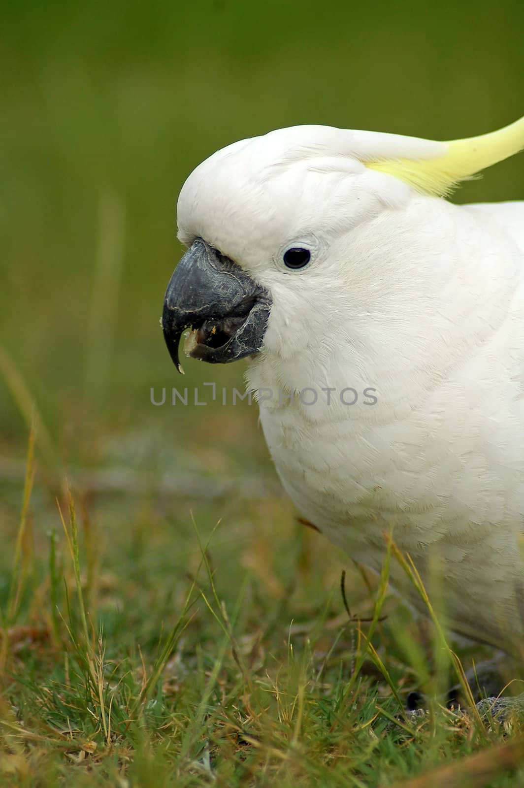 white cockatoo by rorem