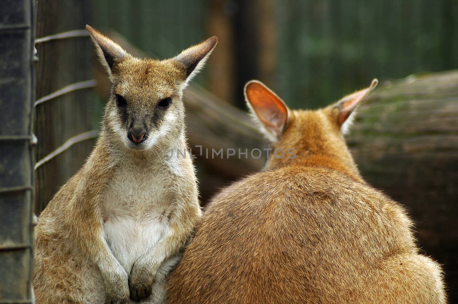 two brown kangaroos in zoo, fence visible