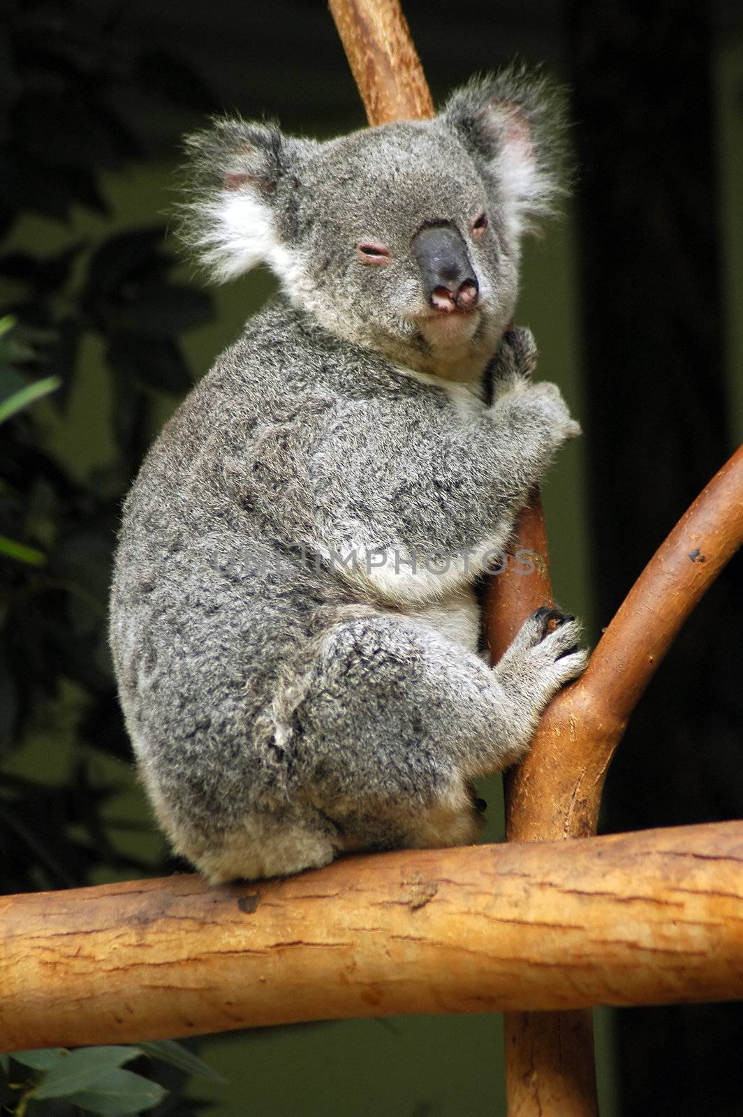 koala on a tree by rorem