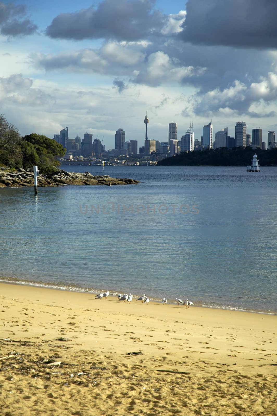 Sydney CBD in distance, Sydney Tower visible, beach with seagulls in foreground,