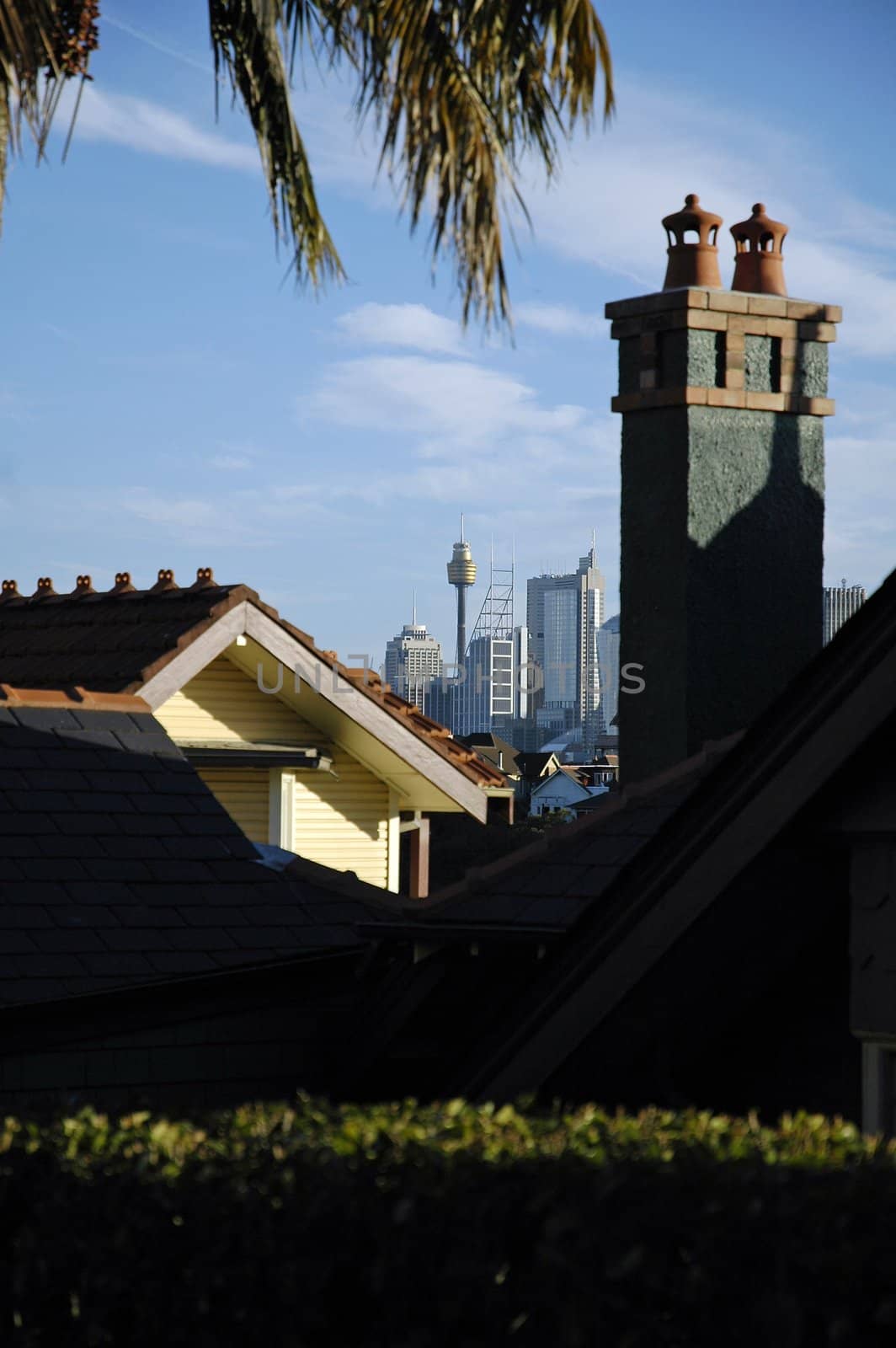 Sydney tower in distance, photo taken near Cremorne Point